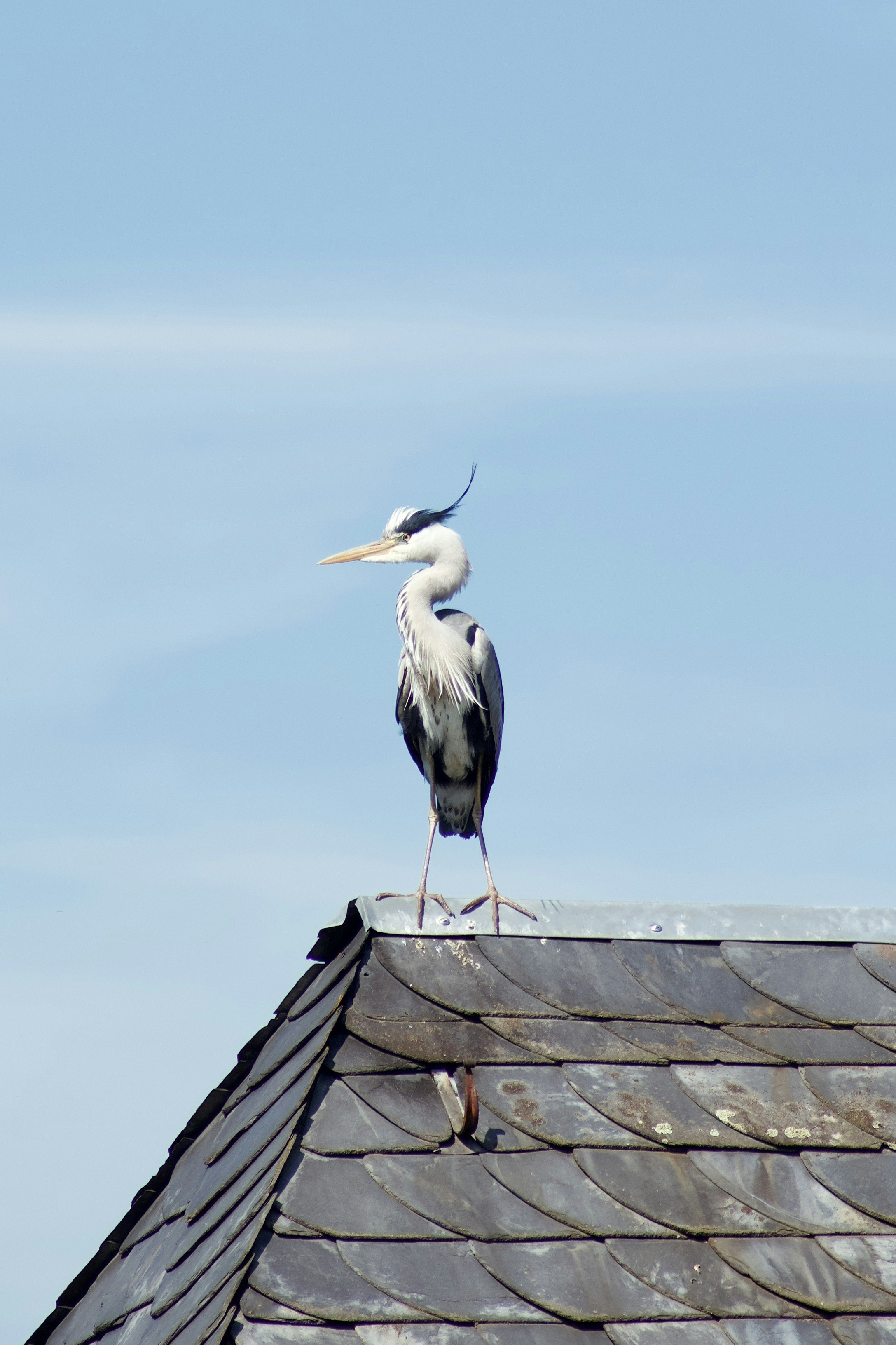a large bird standing on top of a roof