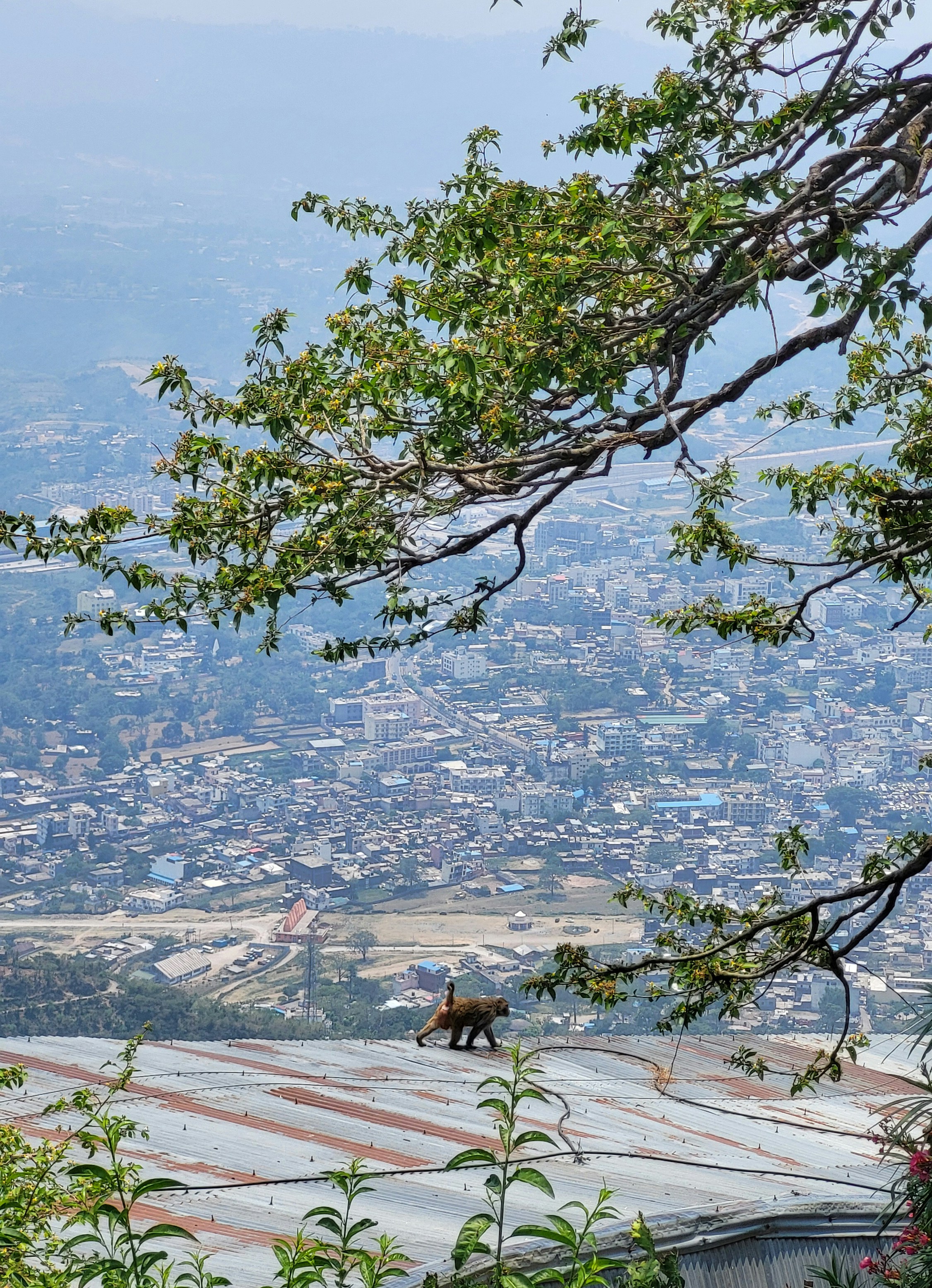 Katra town seen from the Vaishno Devi trek route
