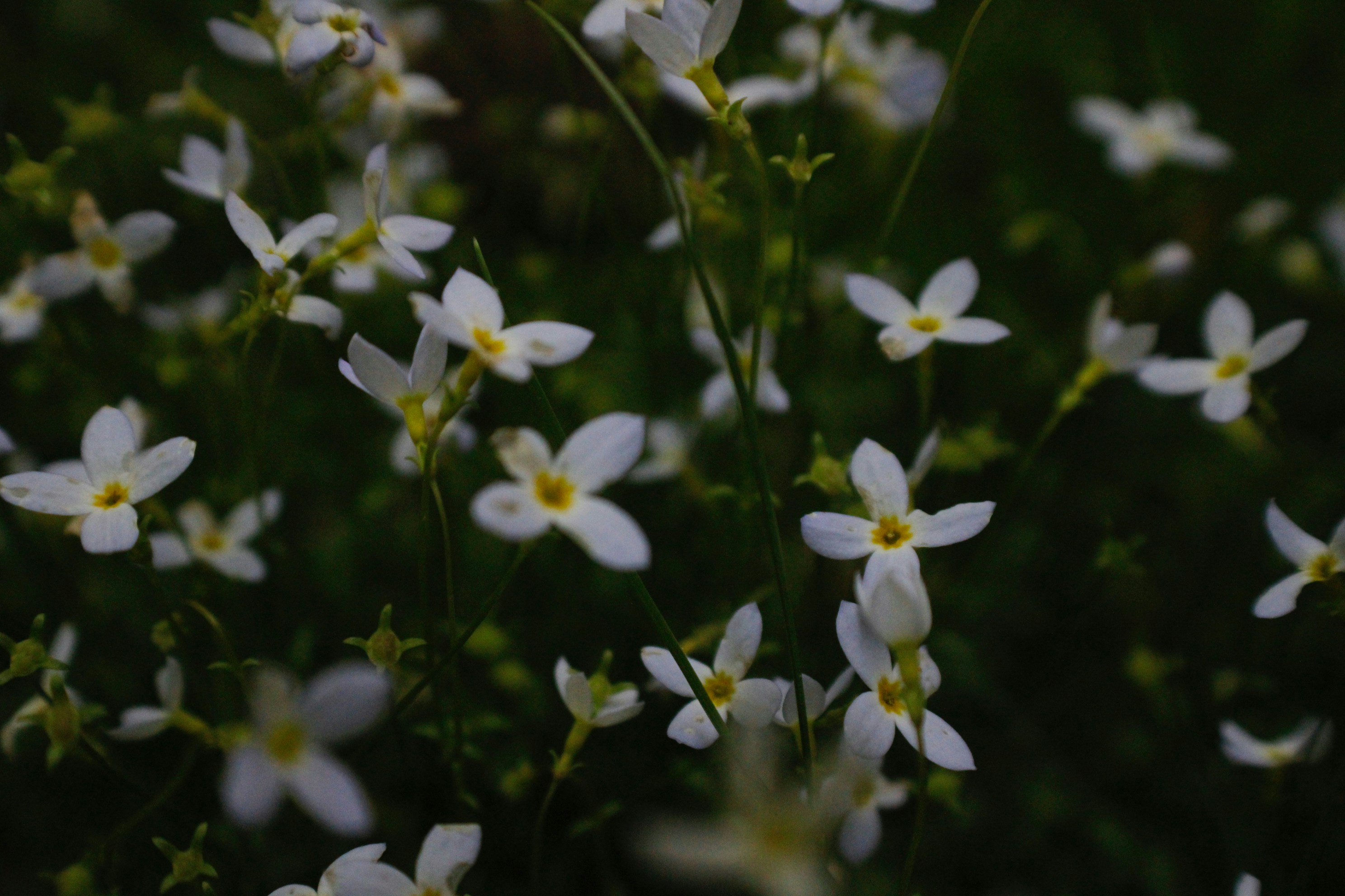 Photo by lisa_duqlaw