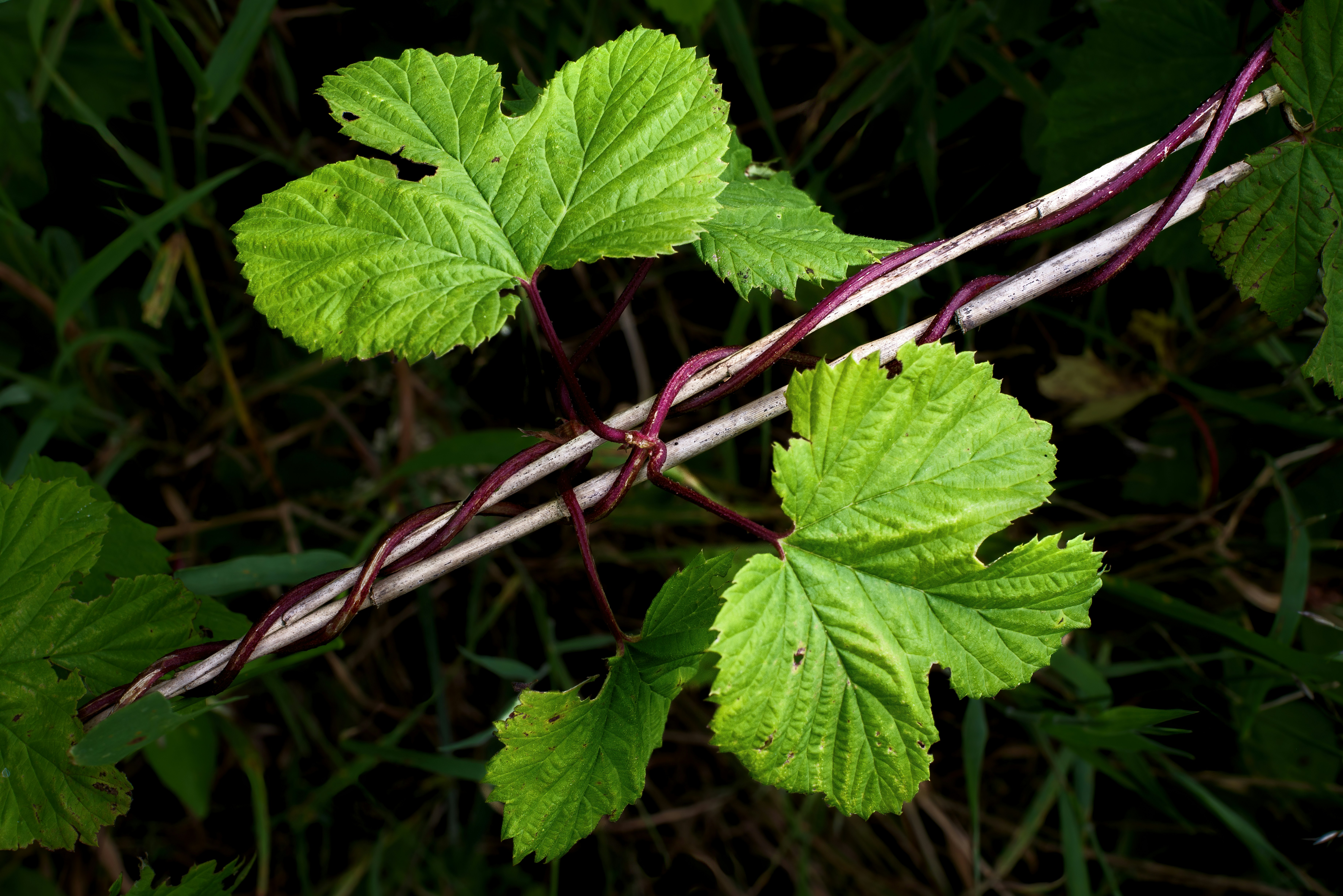 a close up of a green leafy plant
