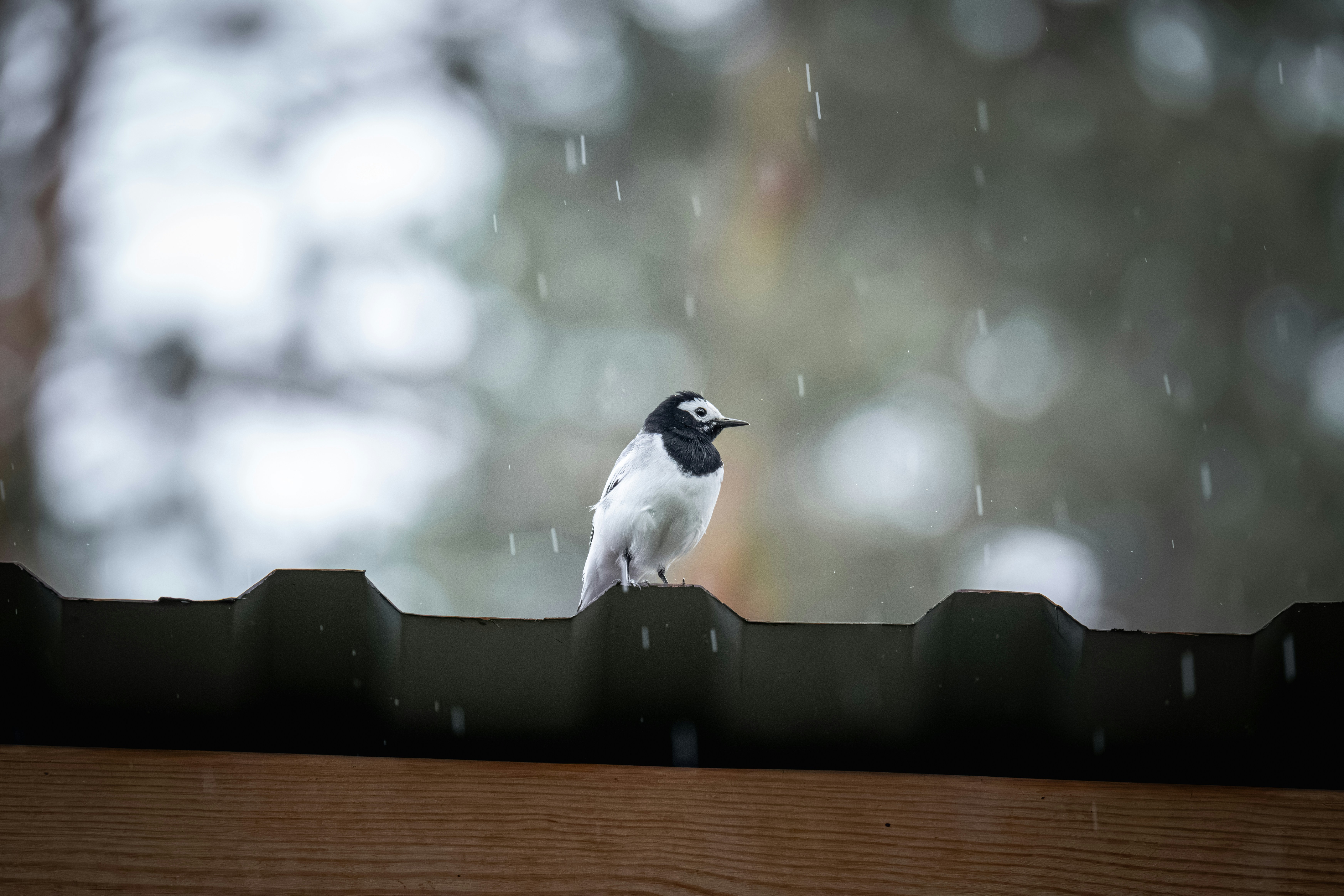 Photo by andreystrizhkov