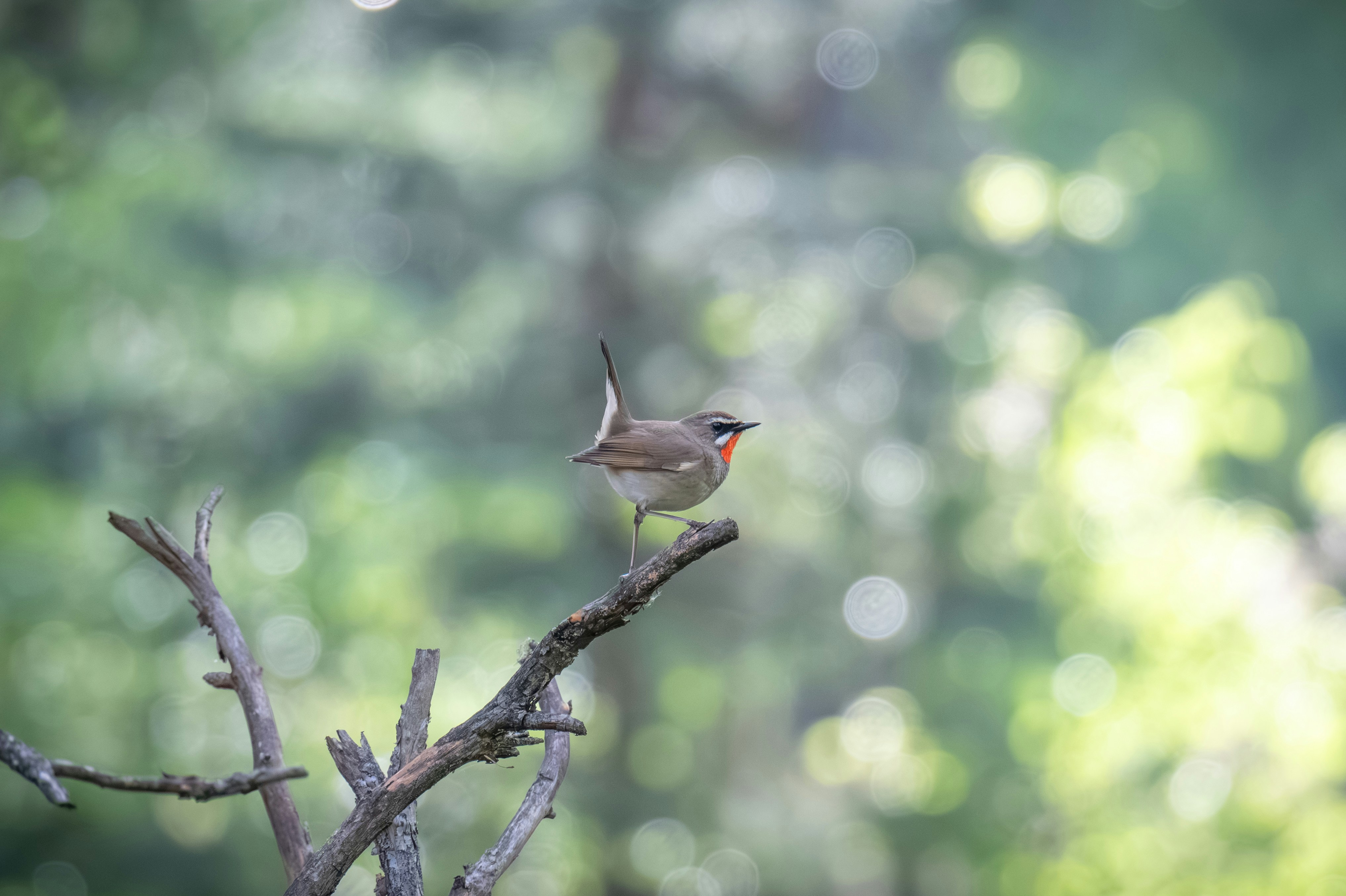 Photo by andreystrizhkov