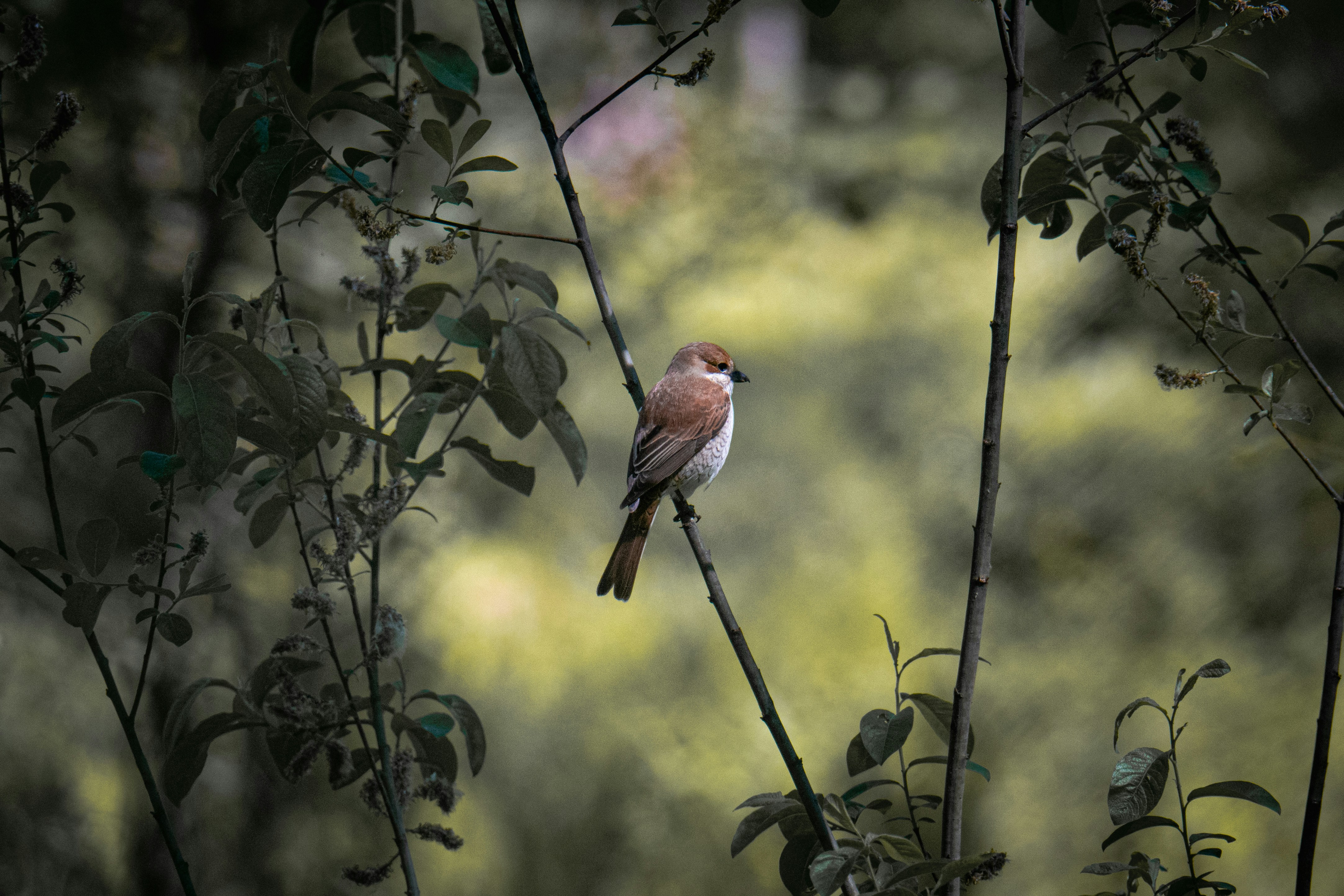 Photo by andreystrizhkov