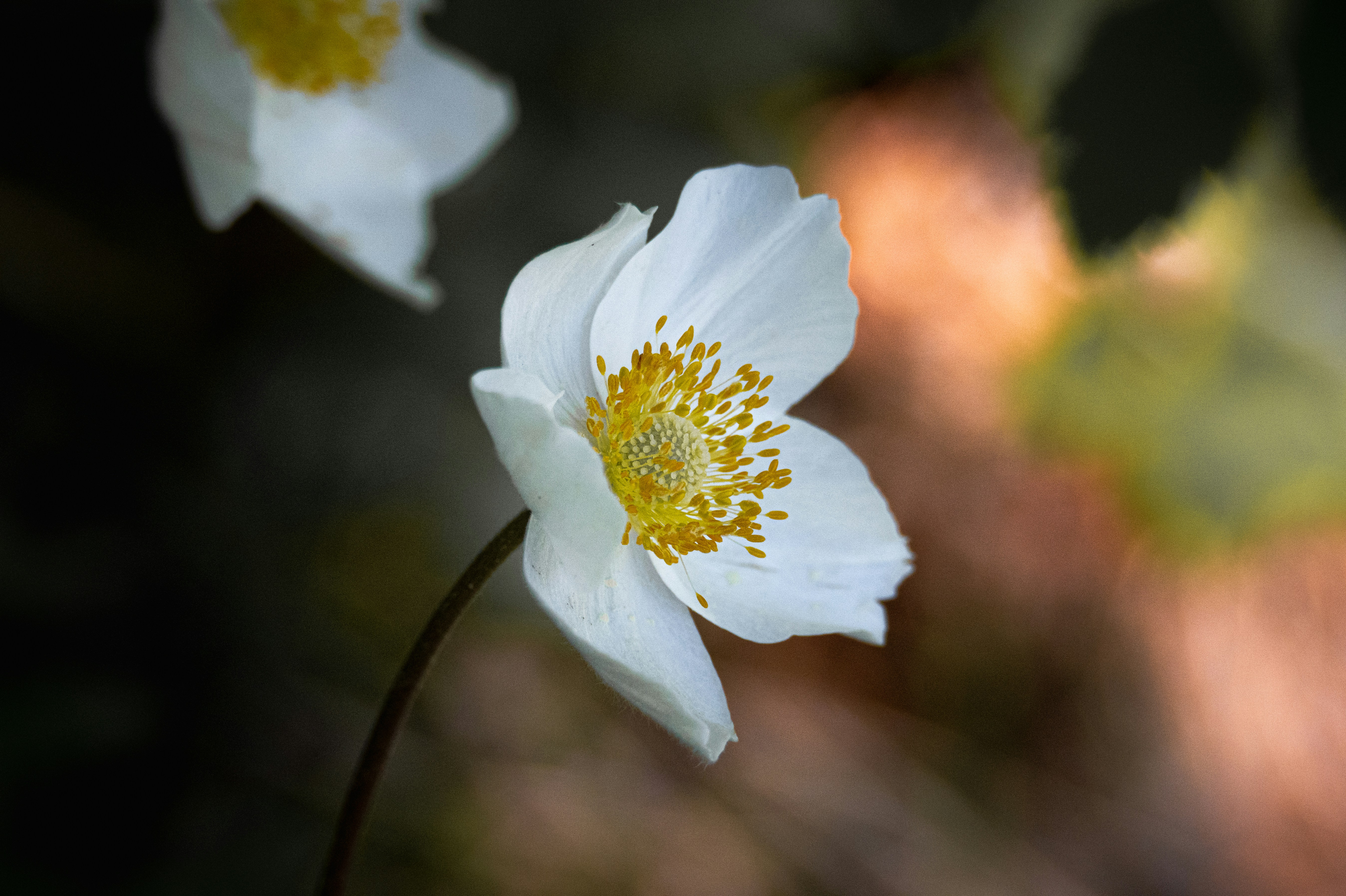 Photo by andreystrizhkov