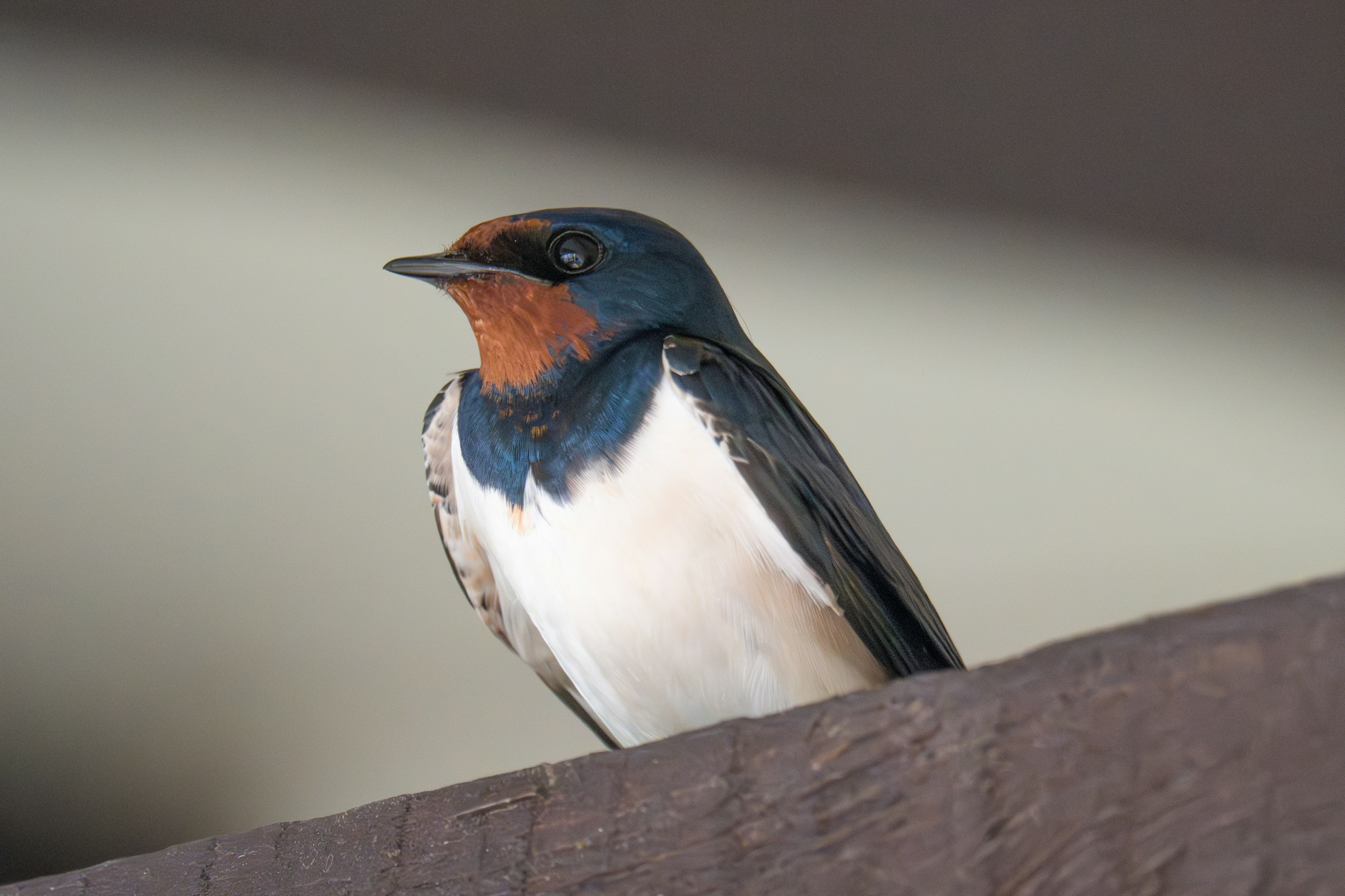 Photo by andreystrizhkov