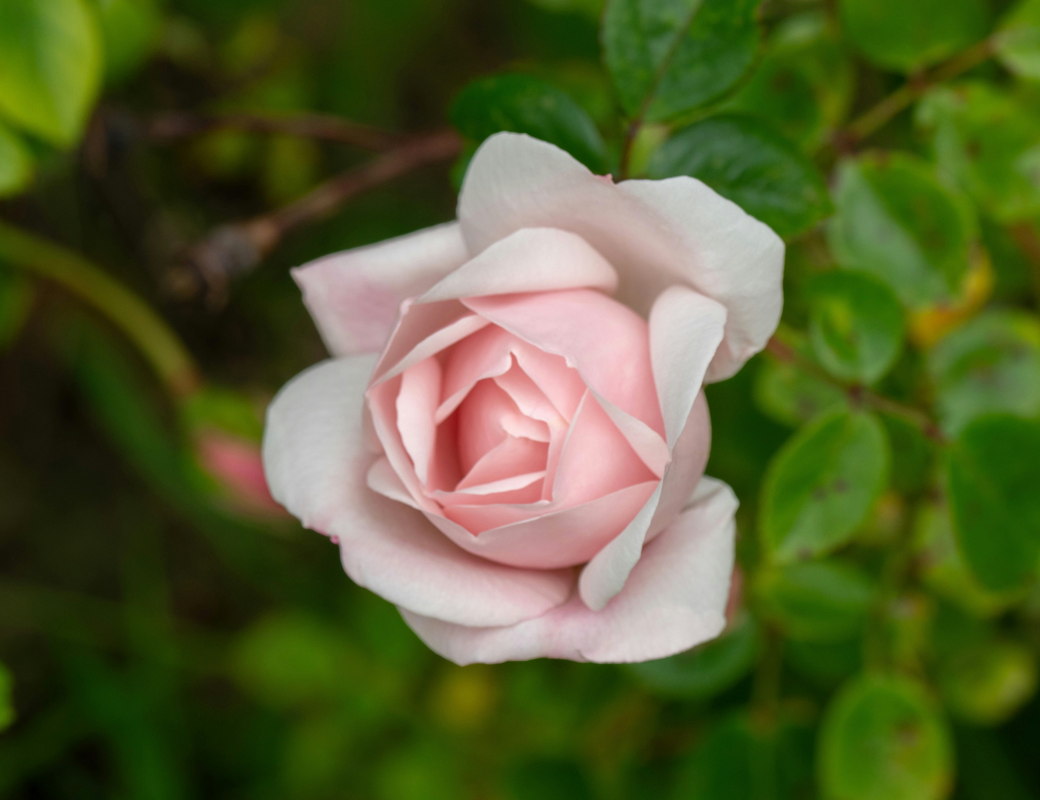 Photo by brett_jordan