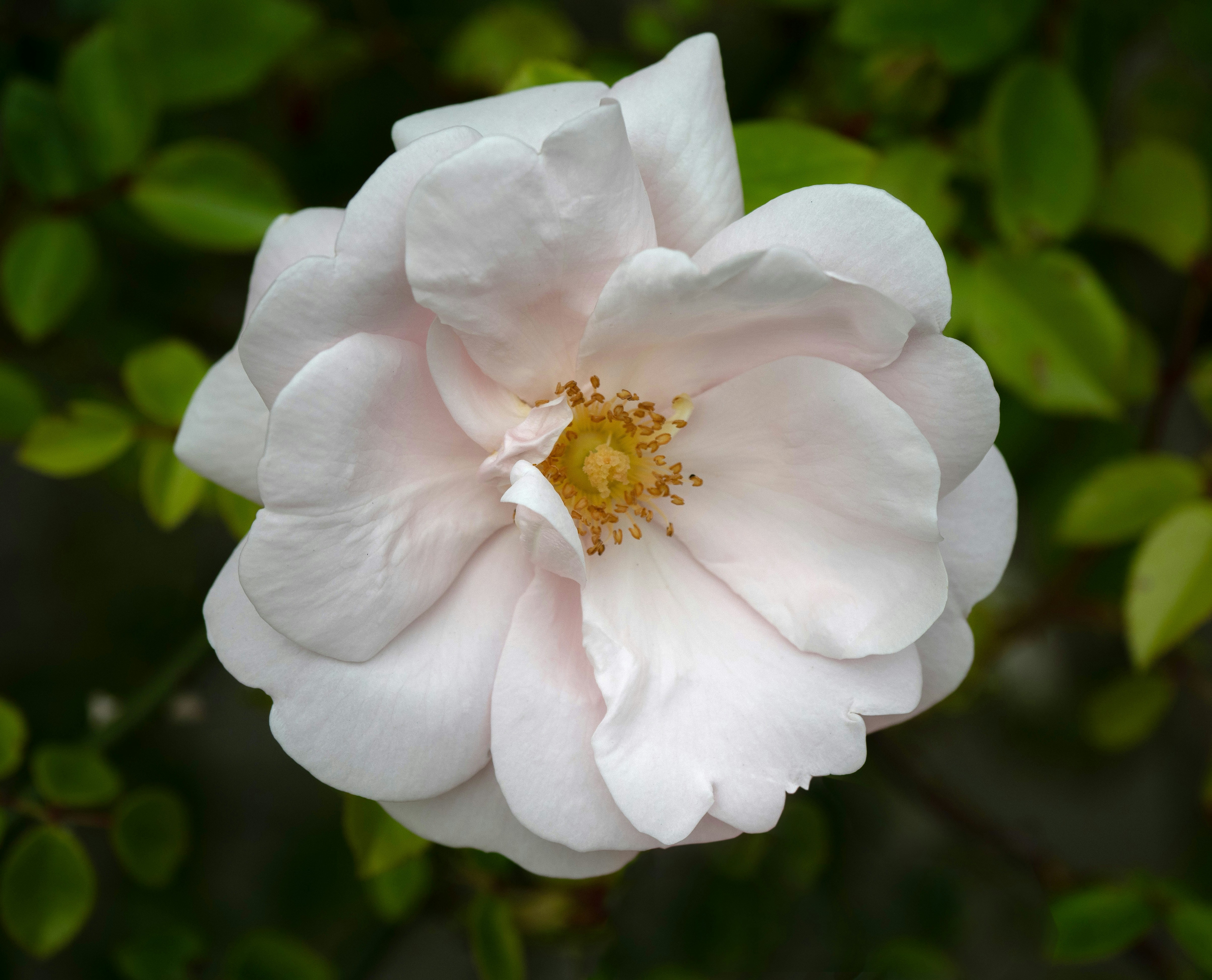 Photo by brett_jordan