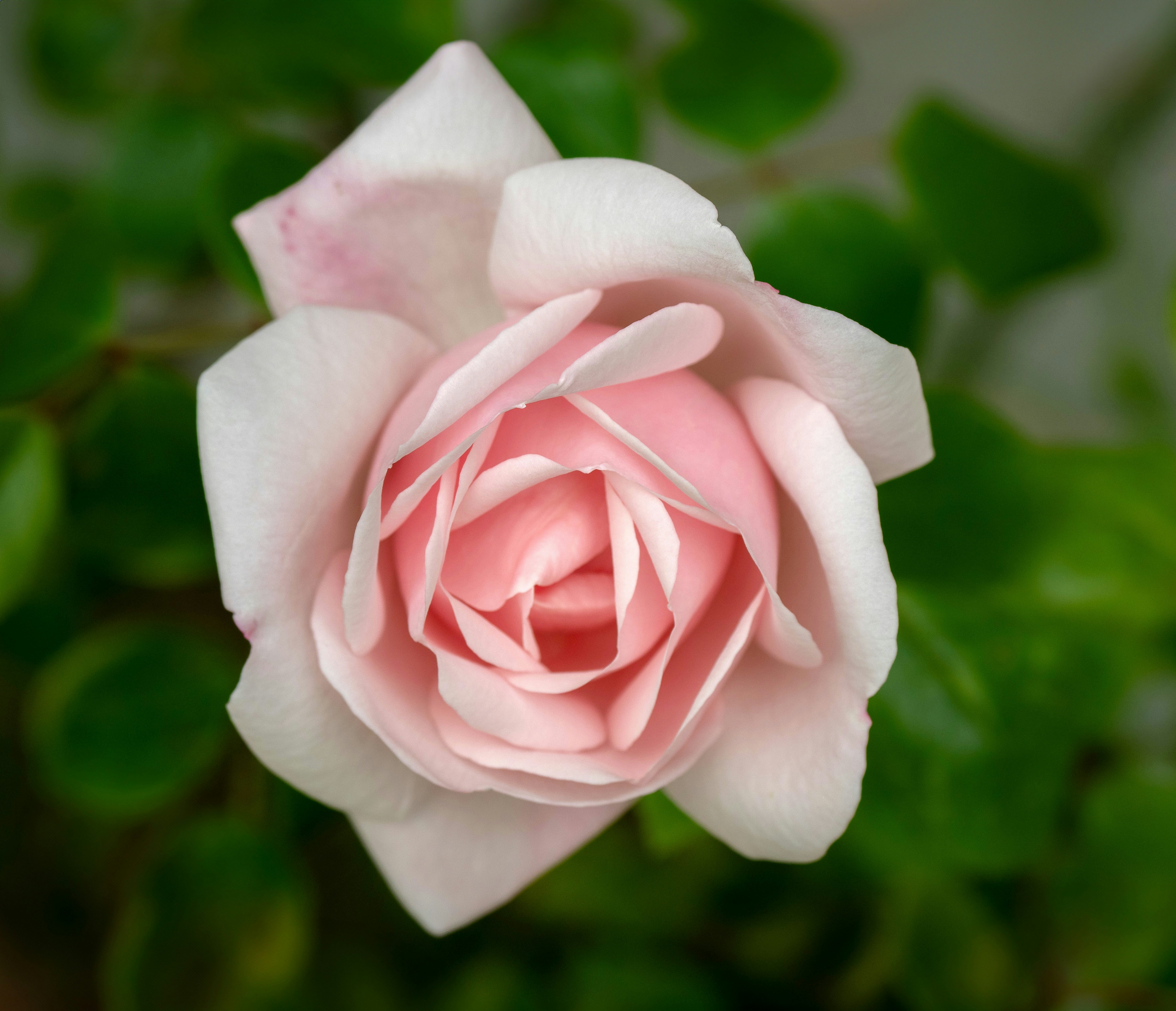 Photo by brett_jordan