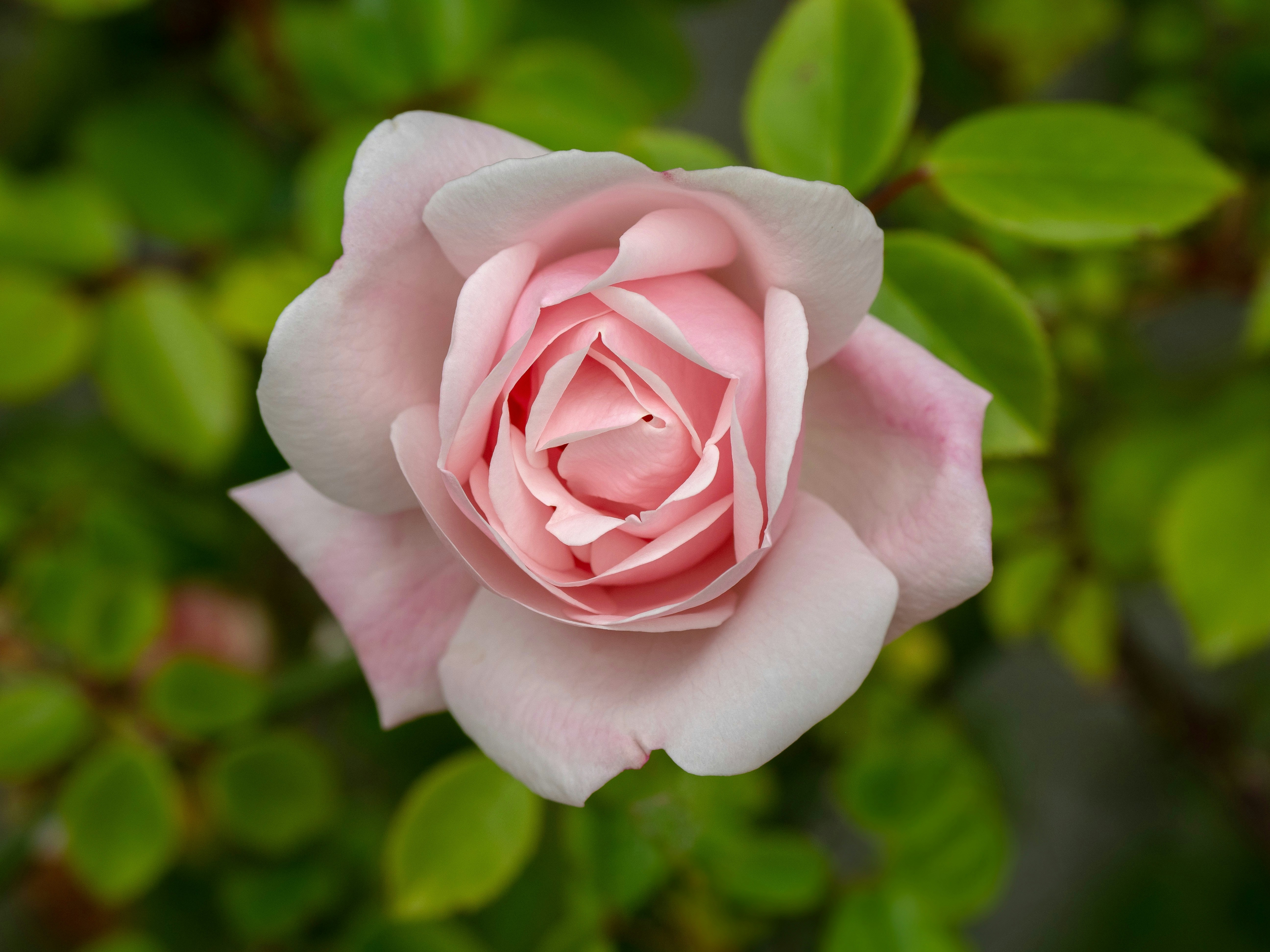 Photo by brett_jordan