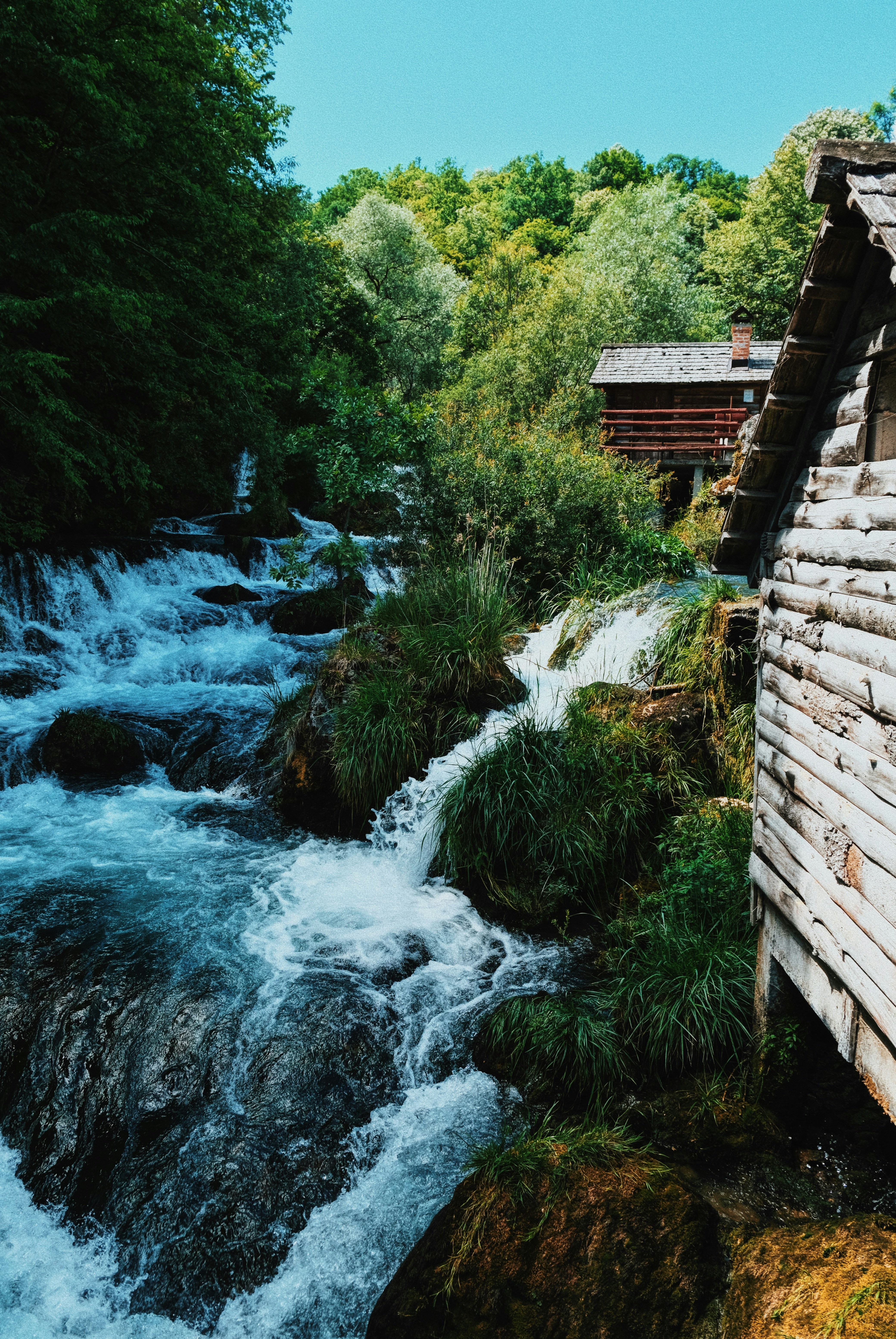 a river running through a lush green forest