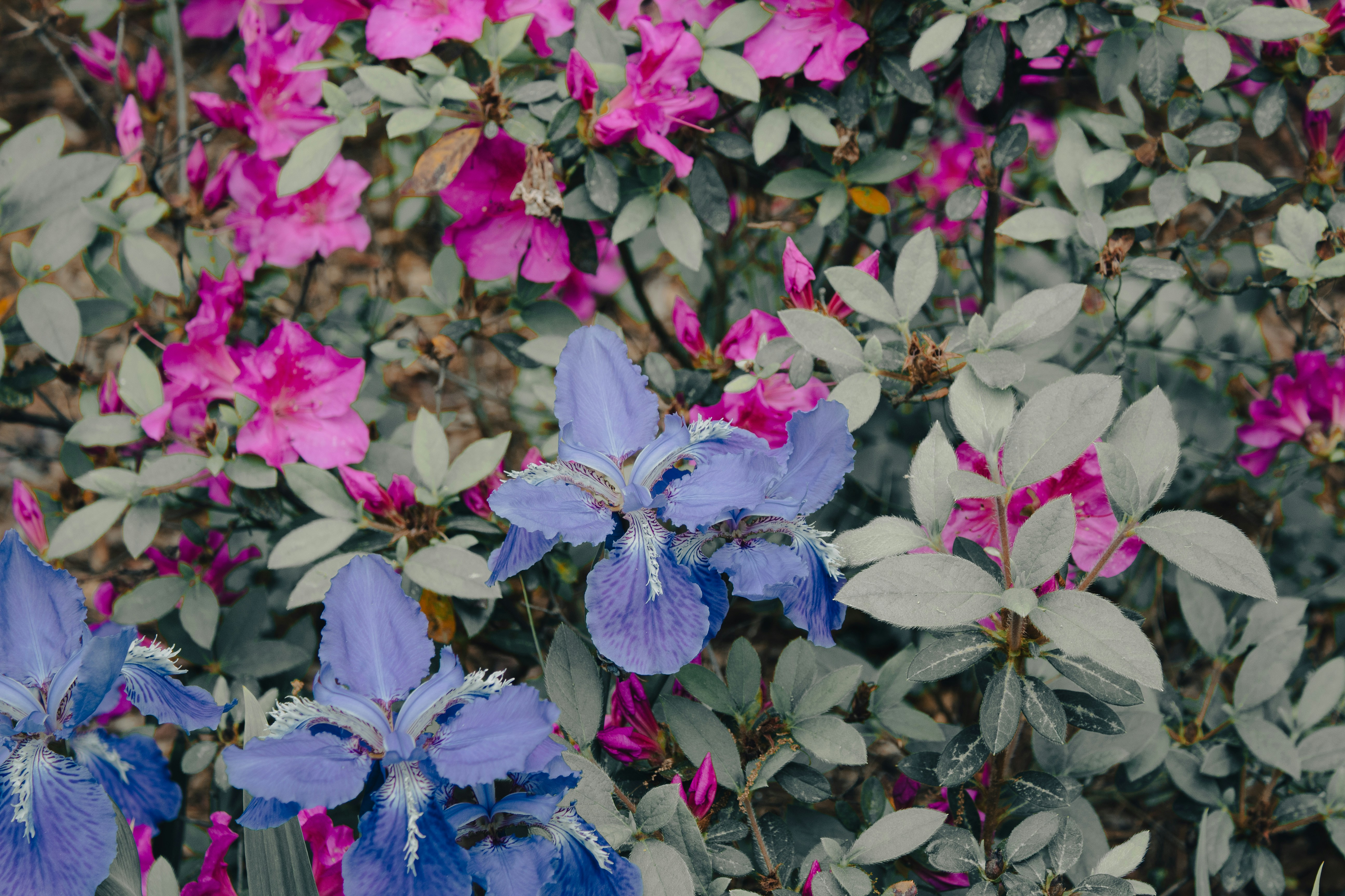 Photo by pixel_perfectionist