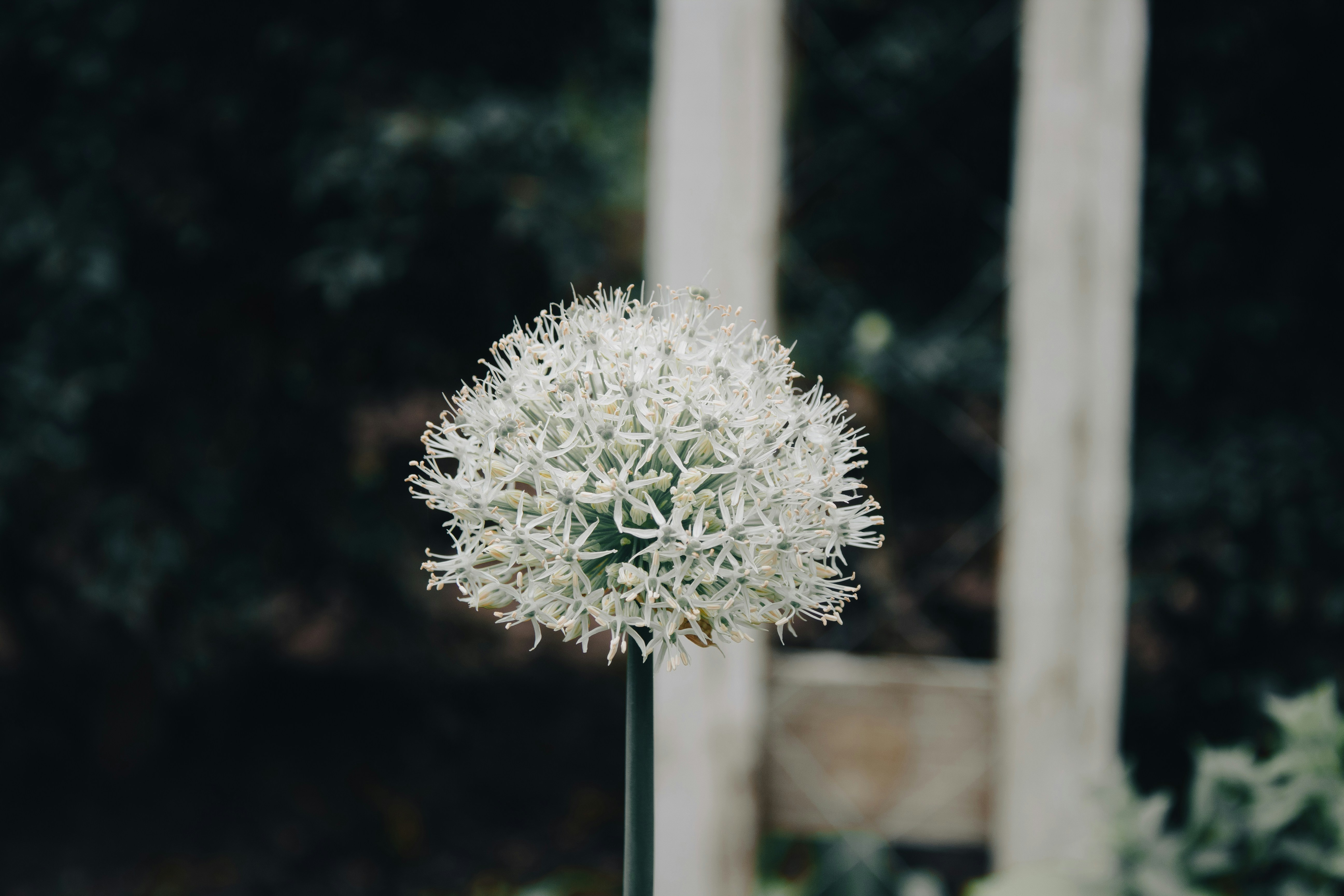 a white flower sitting on top of a metal pole