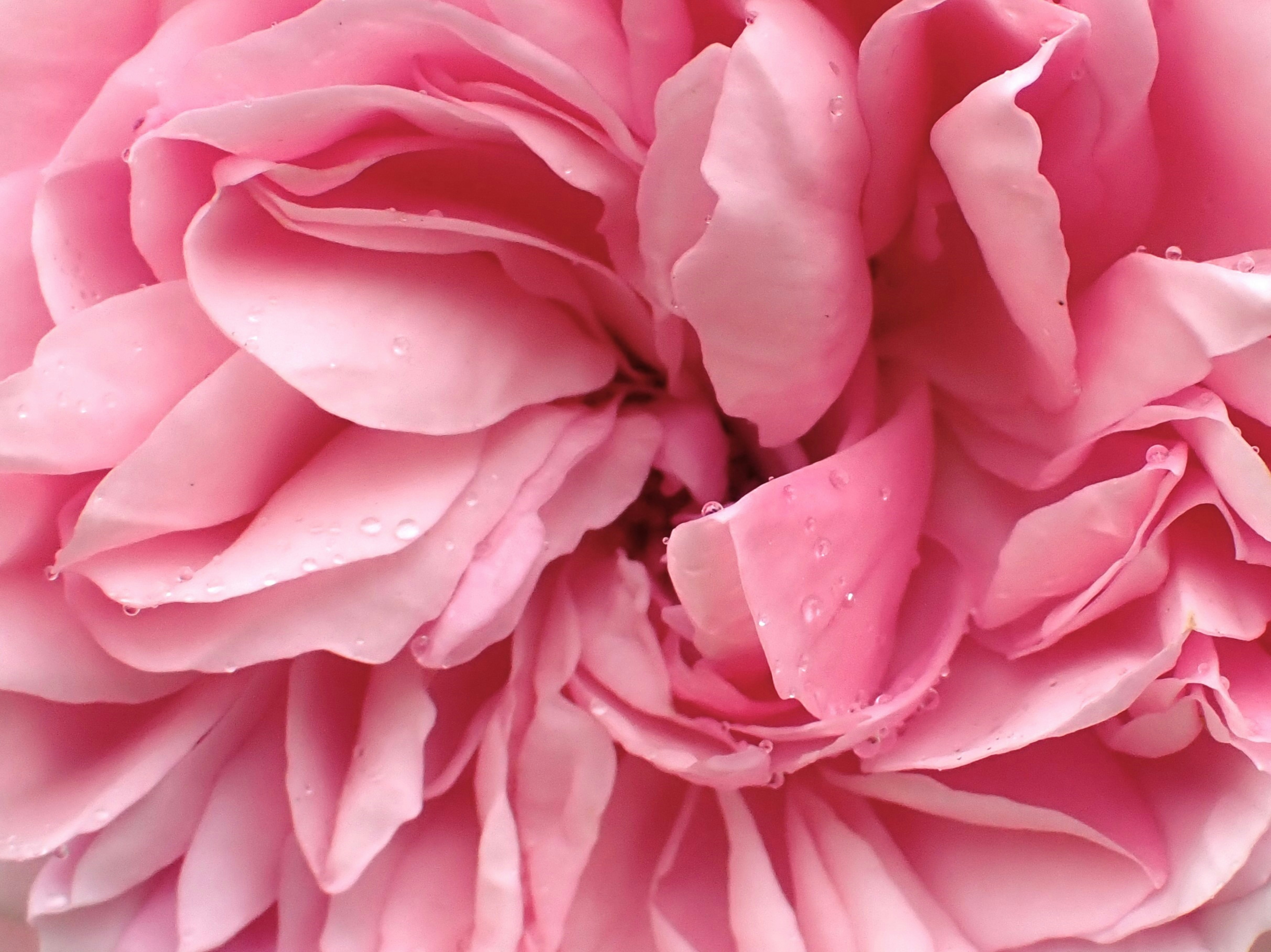 Pink rose petals in rain