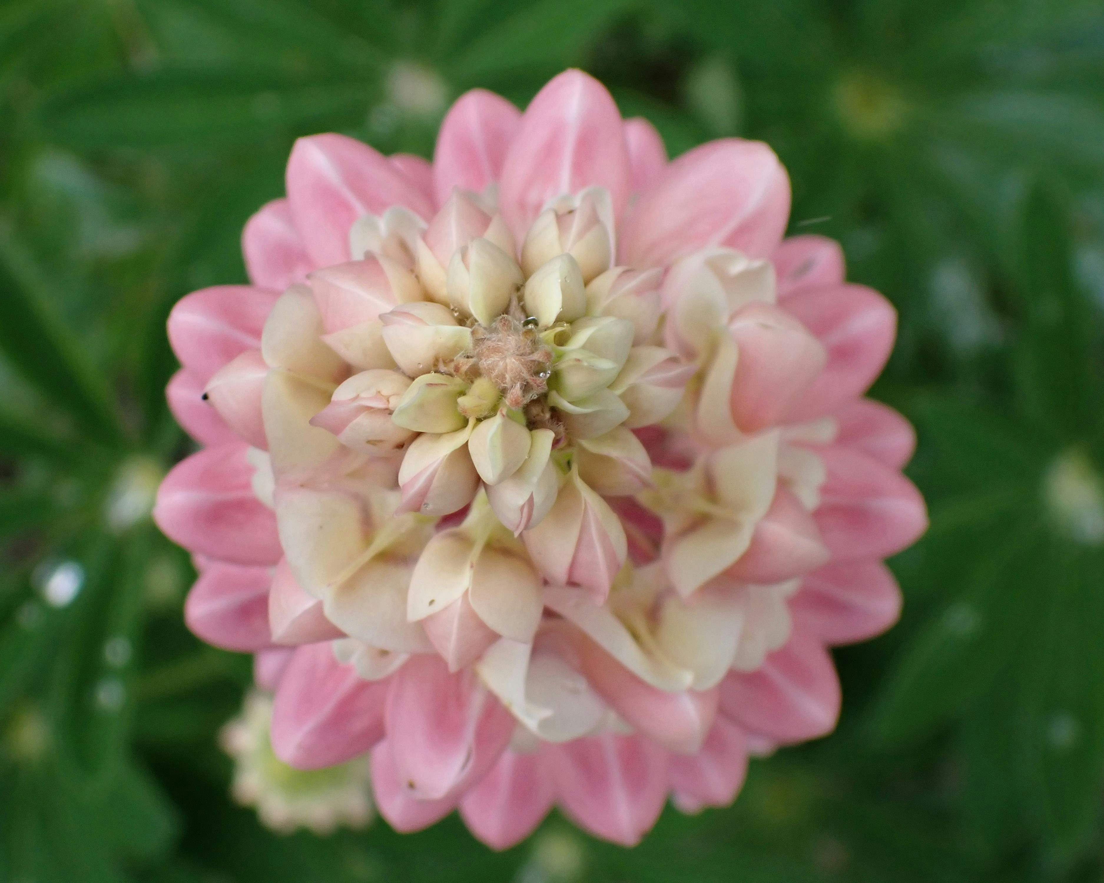 a close up of a pink and white flower