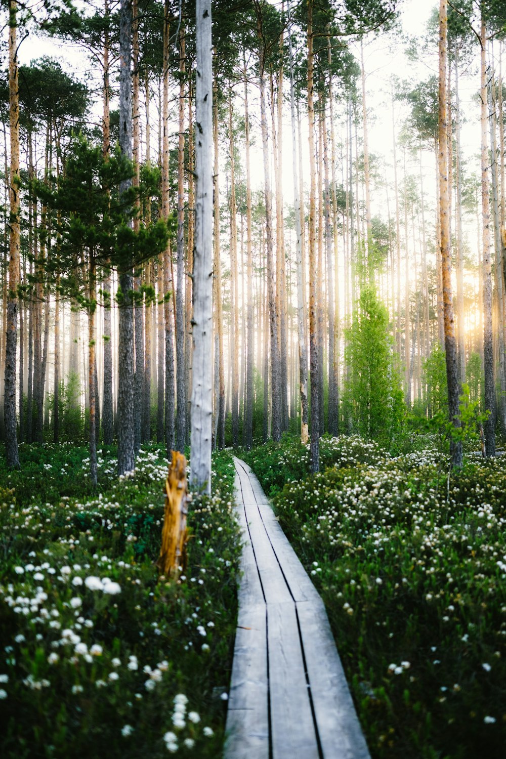 Un camino de madera a través de un bosque con flores blancas