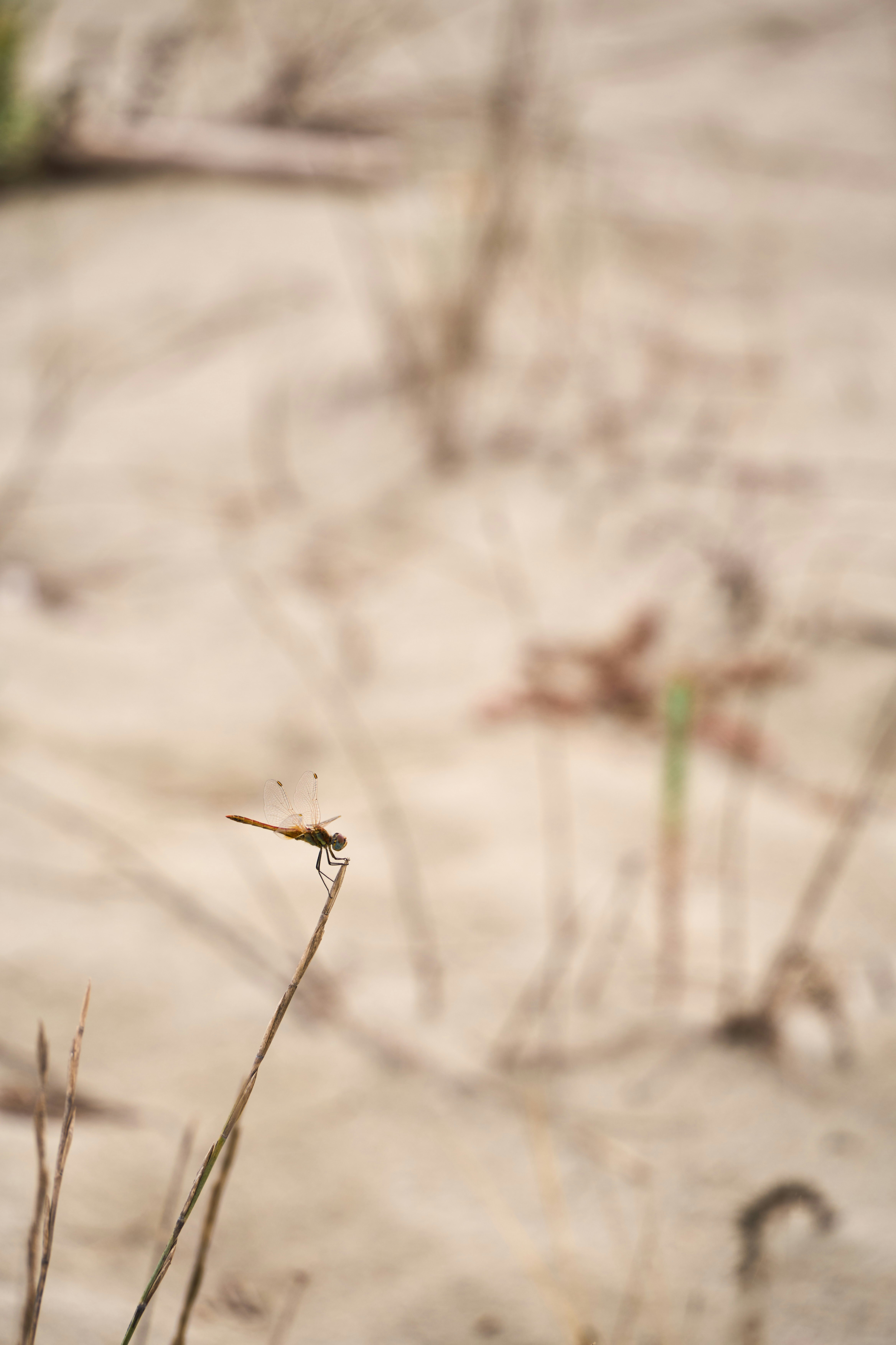 Photo by wolfgang_hasselmann