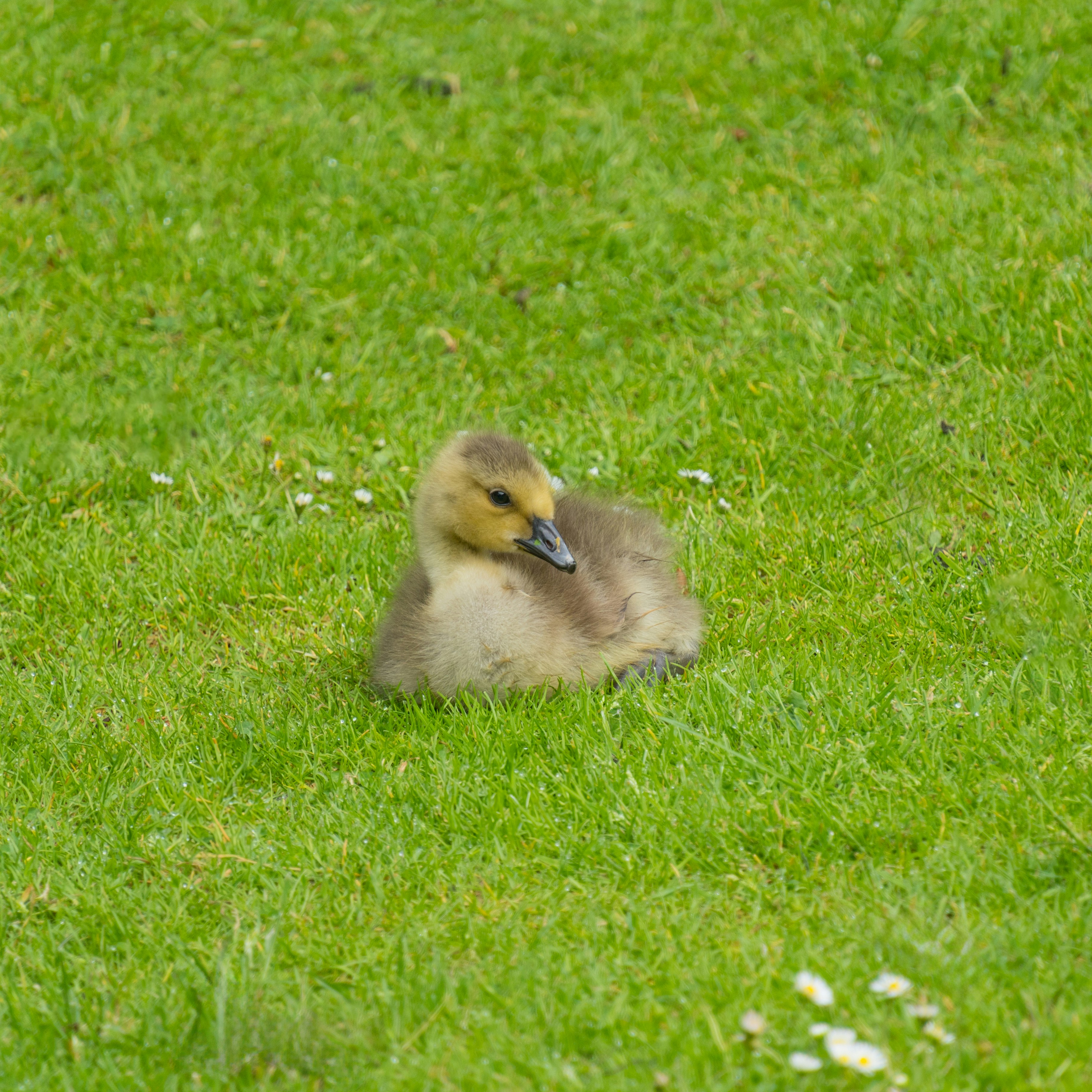 a duckling is sitting in the grass on a sunny day