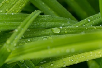 a close up of a green plant with water drops