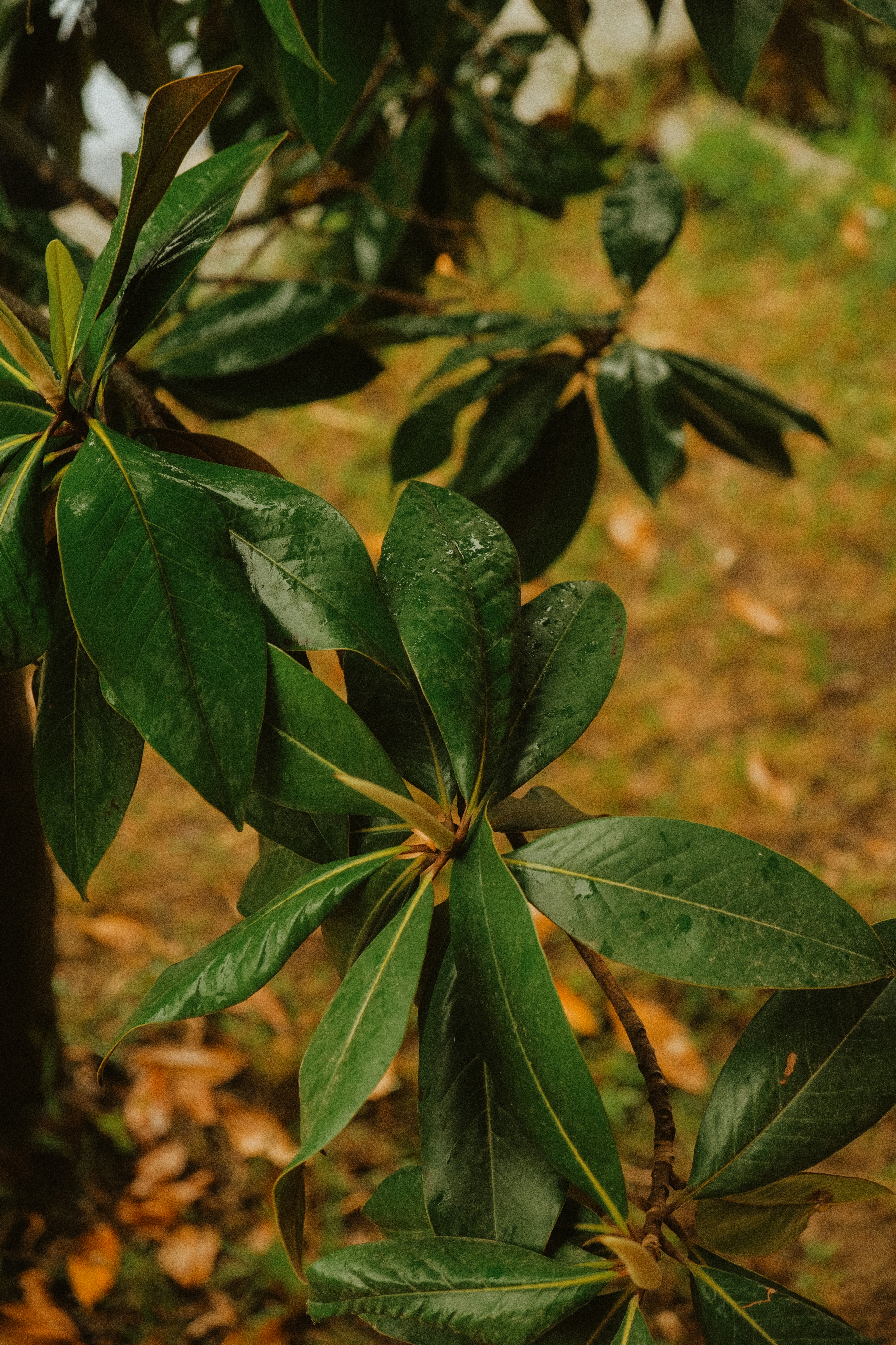 Photo by alexispresa