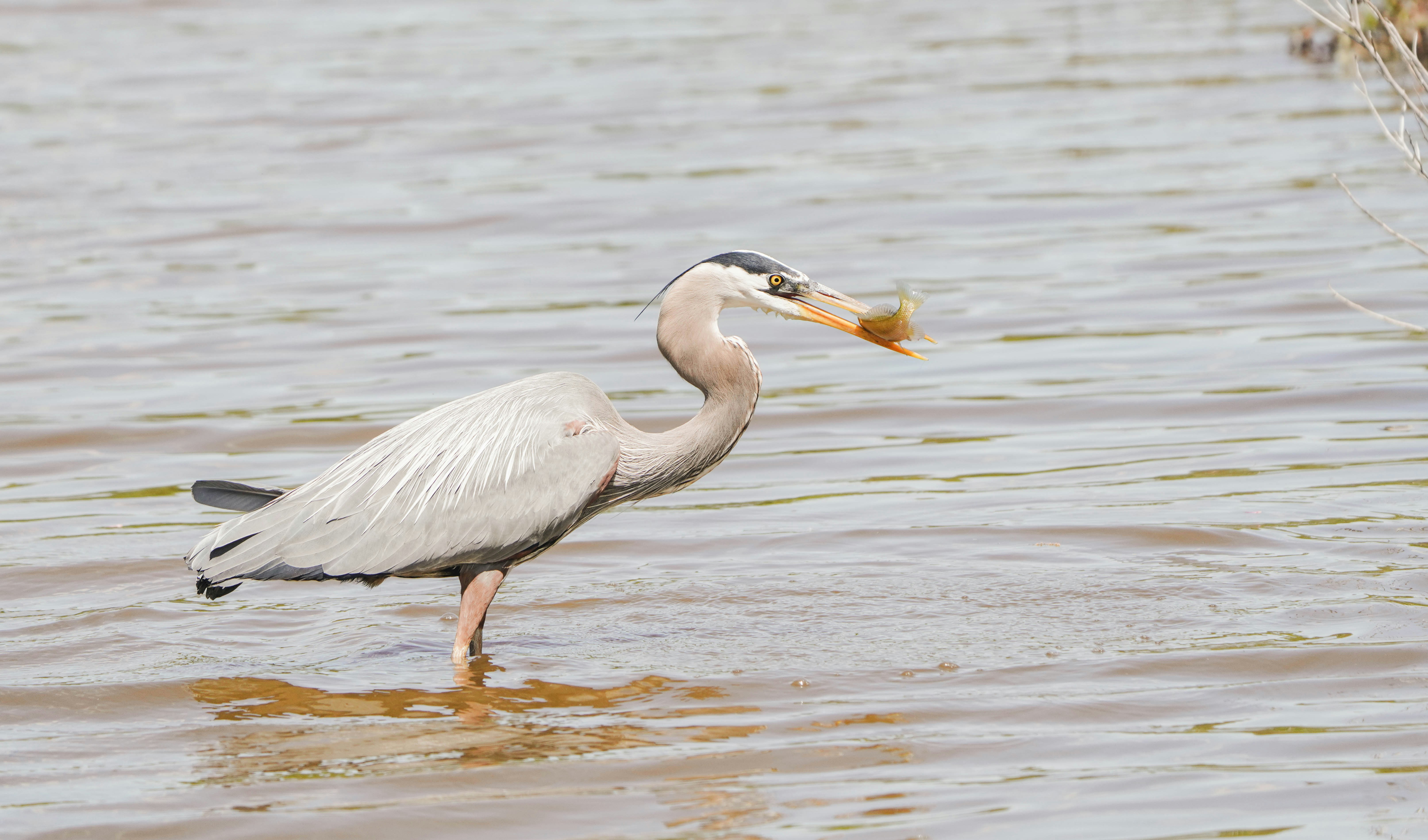 un oiseau debout dans l’eau avec un poisson dans la bouche