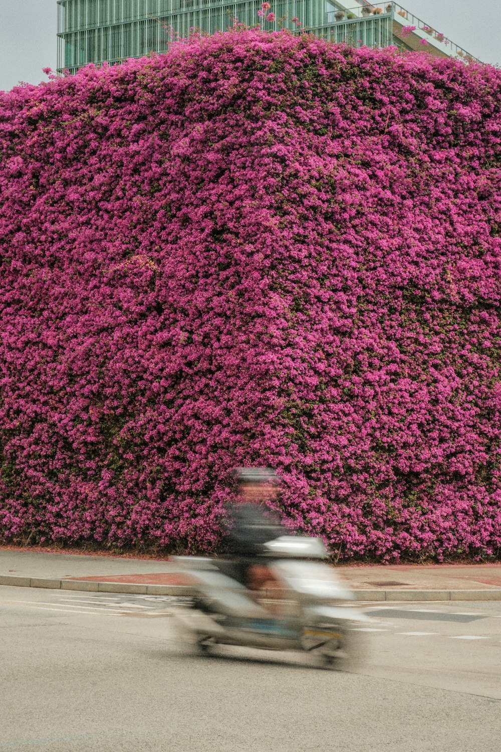 a motor scooter driving past a large purple plant