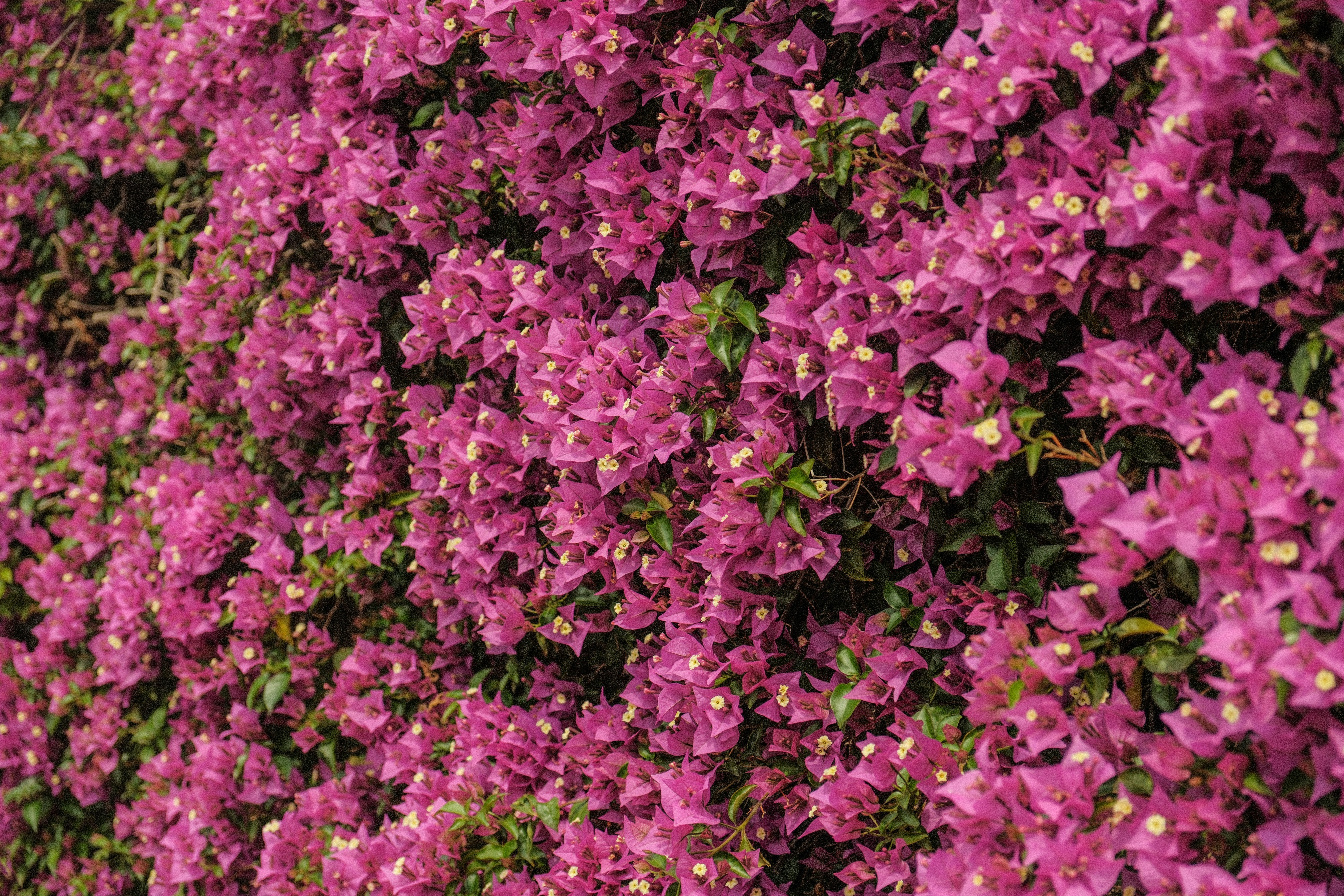 Photo by alexispresa