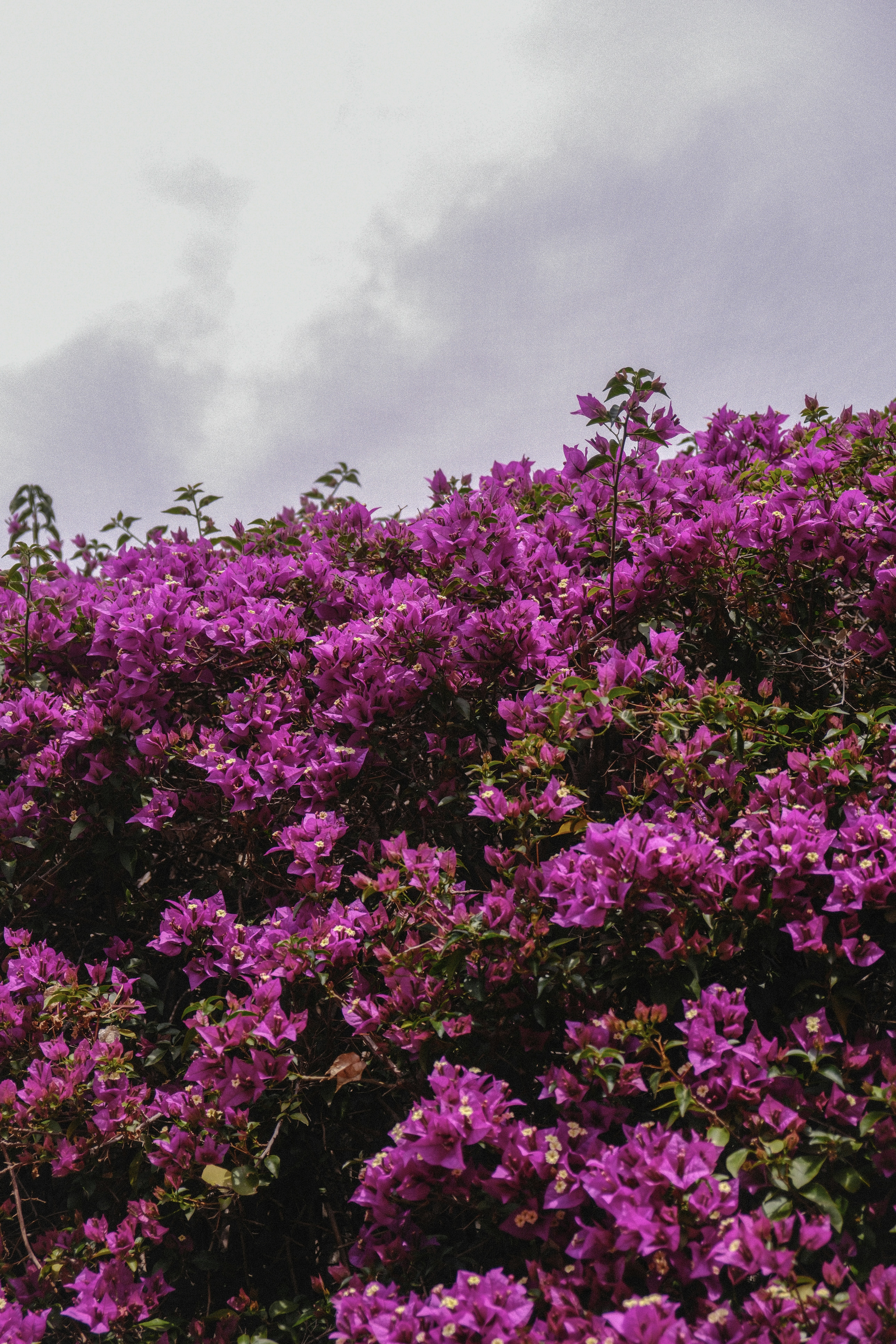 Photo by alexispresa