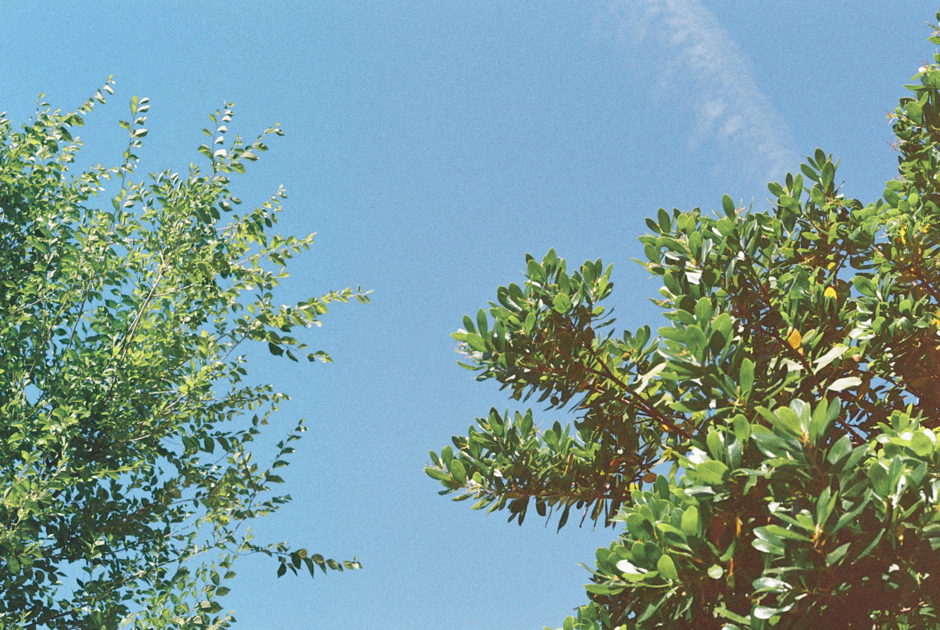 un ciel bleu, des arbres verts et des nuages