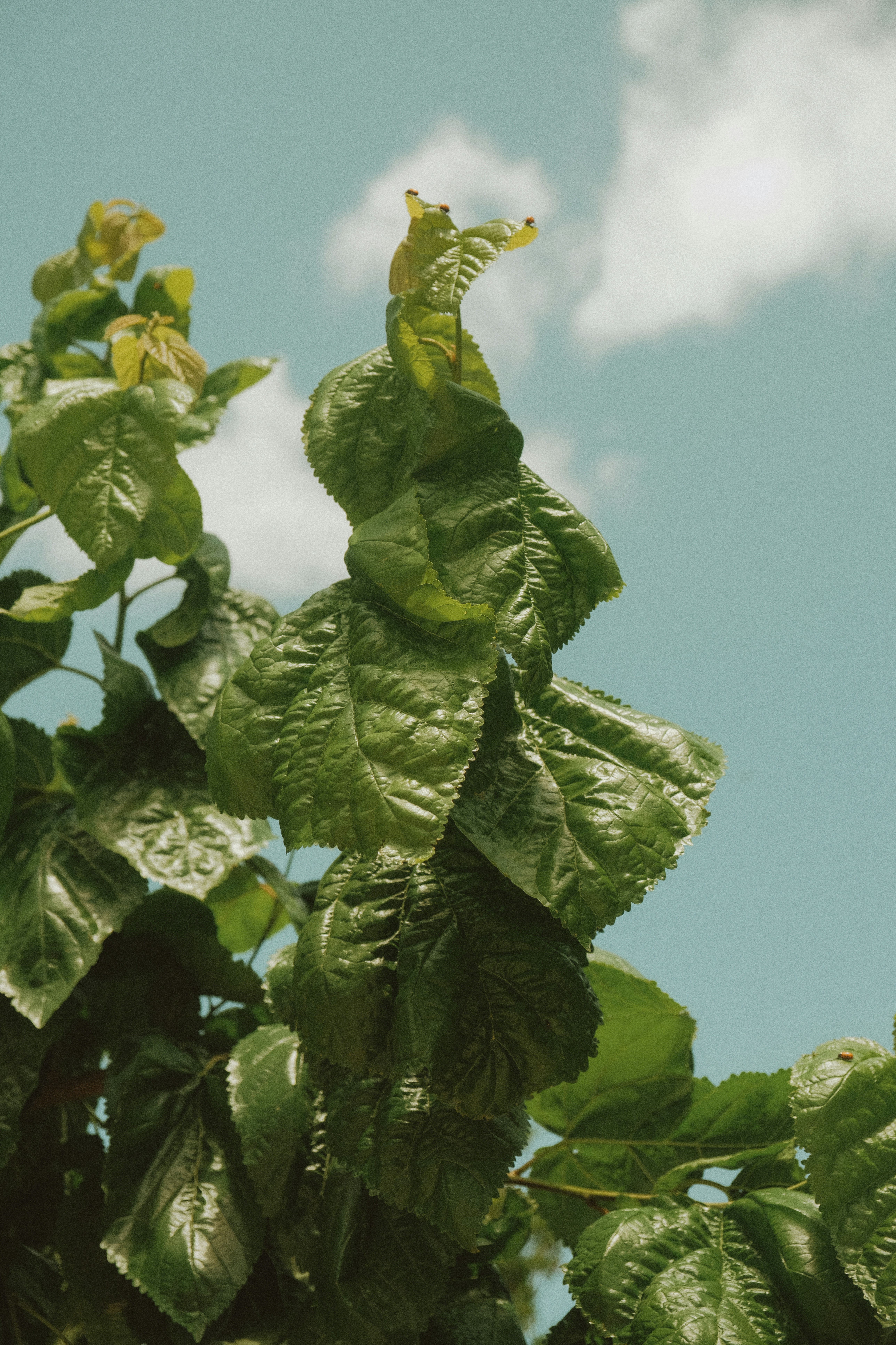 Photo by alexispresa