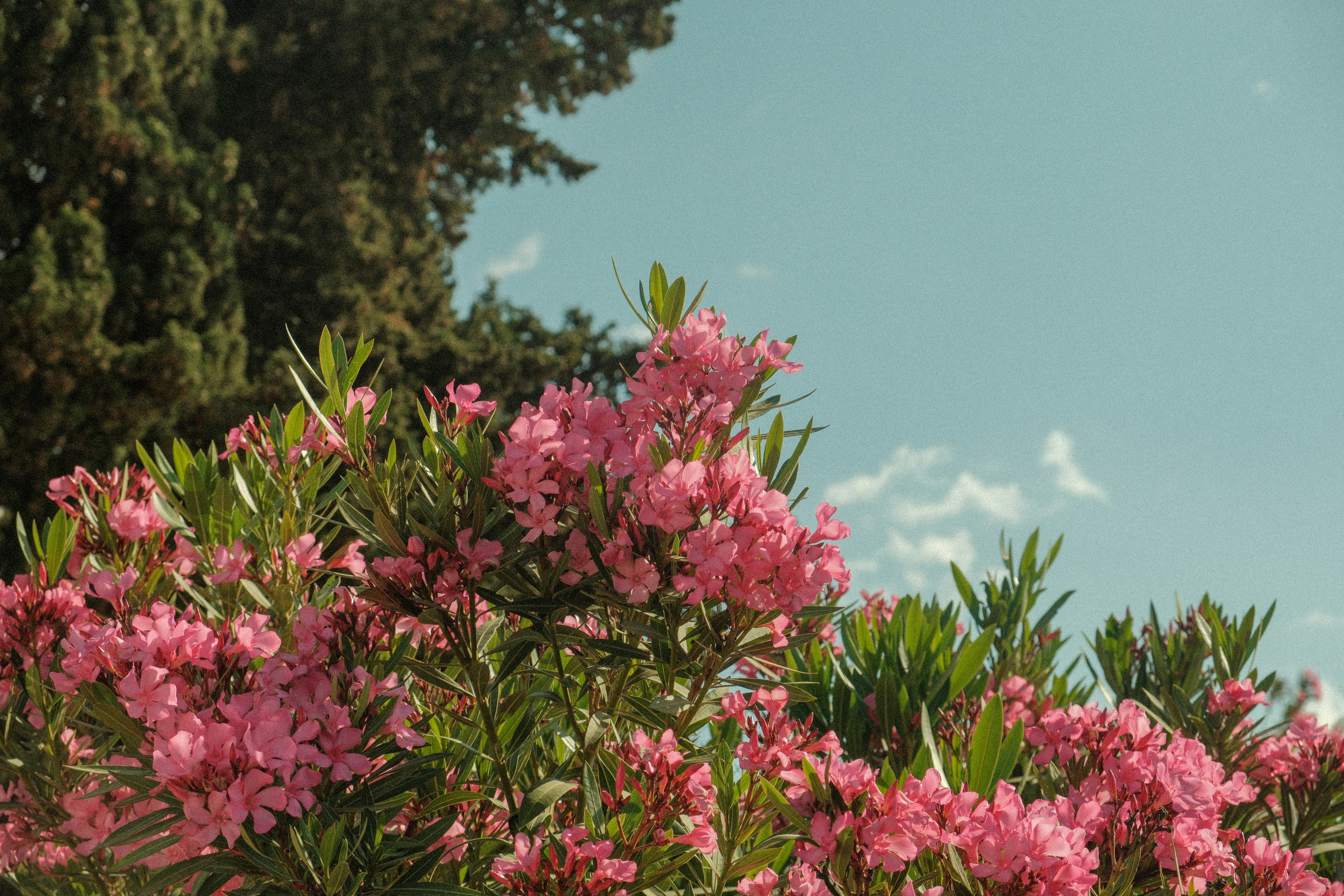 Photo by alexispresa