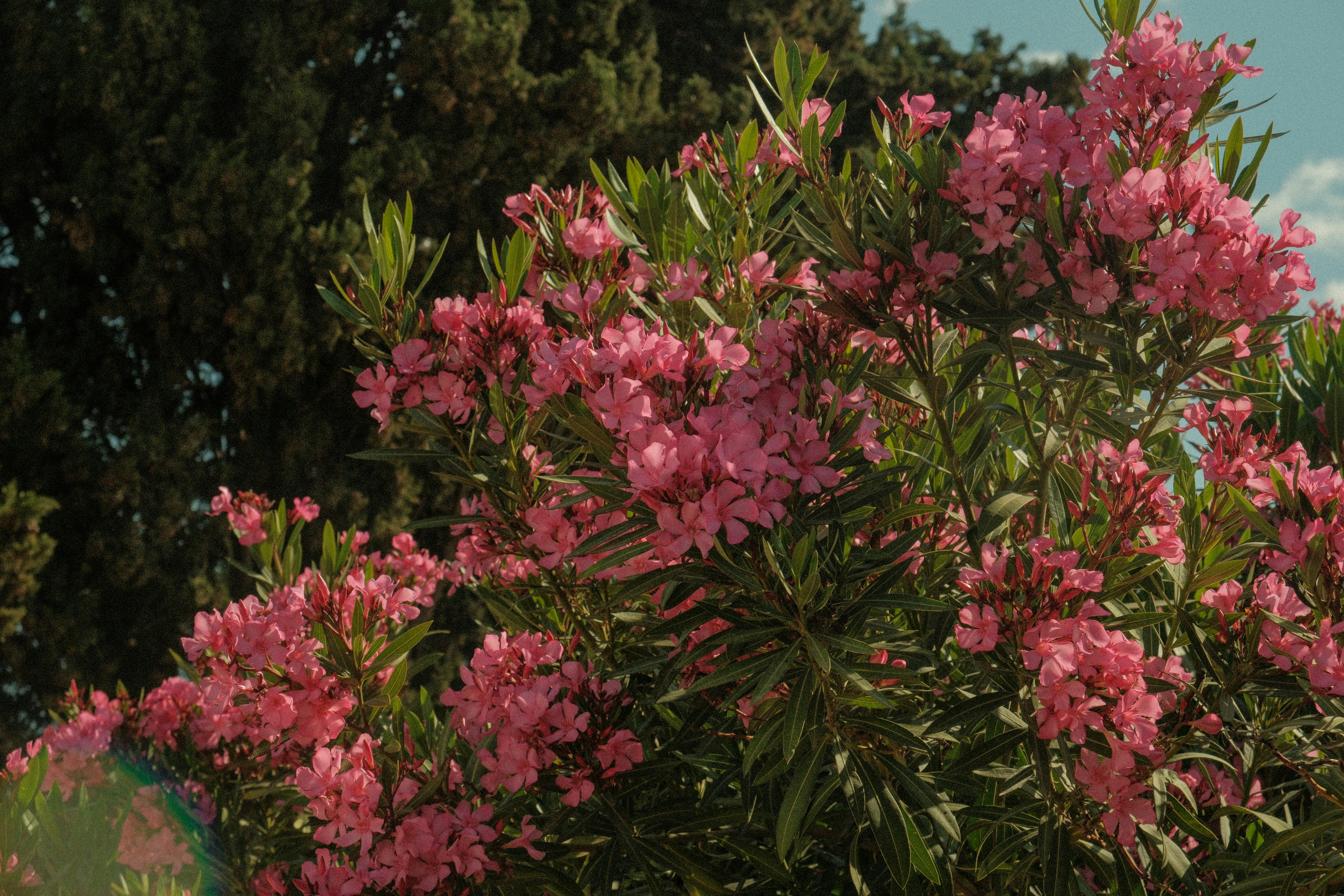 Photo by alexispresa