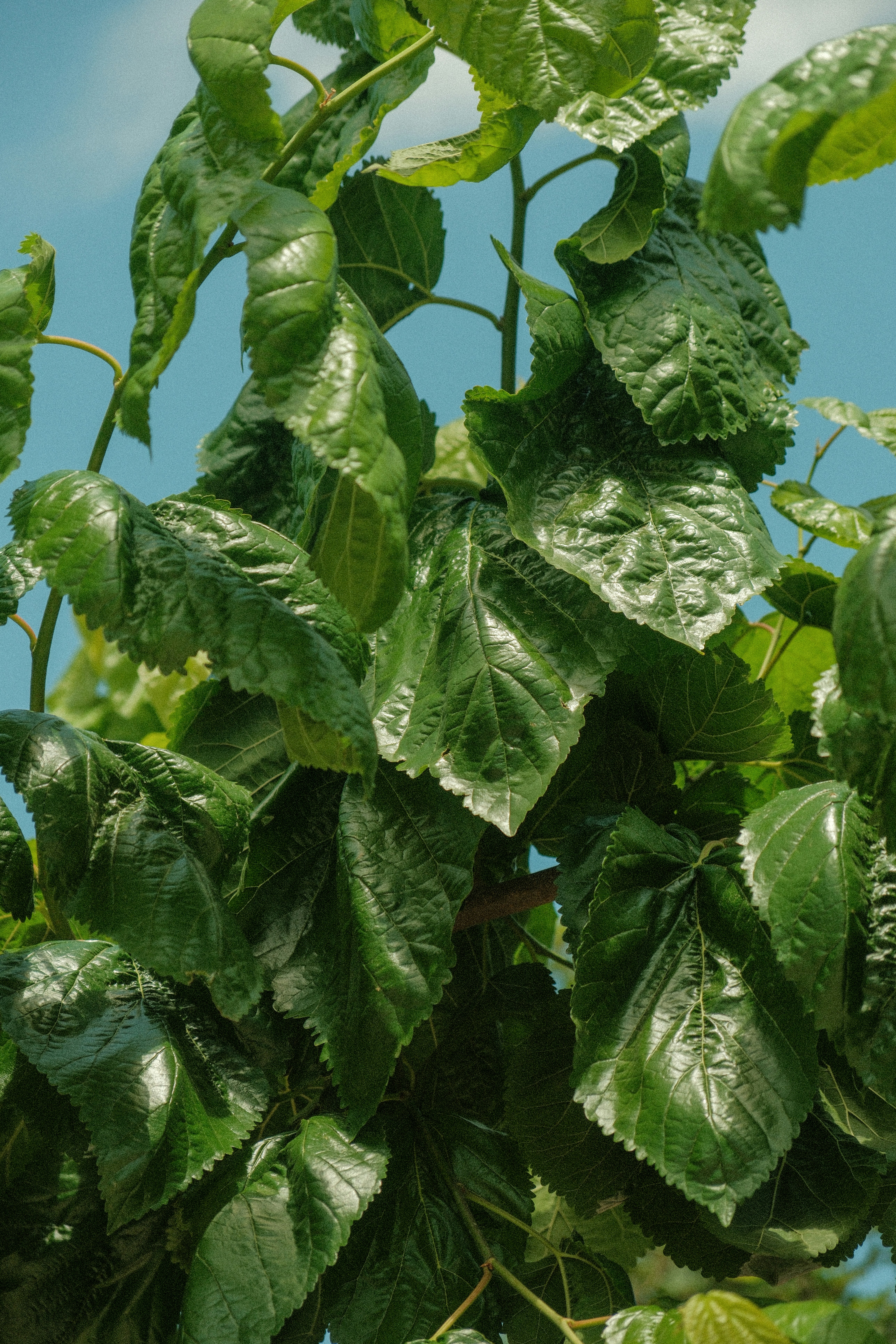 Photo by alexispresa