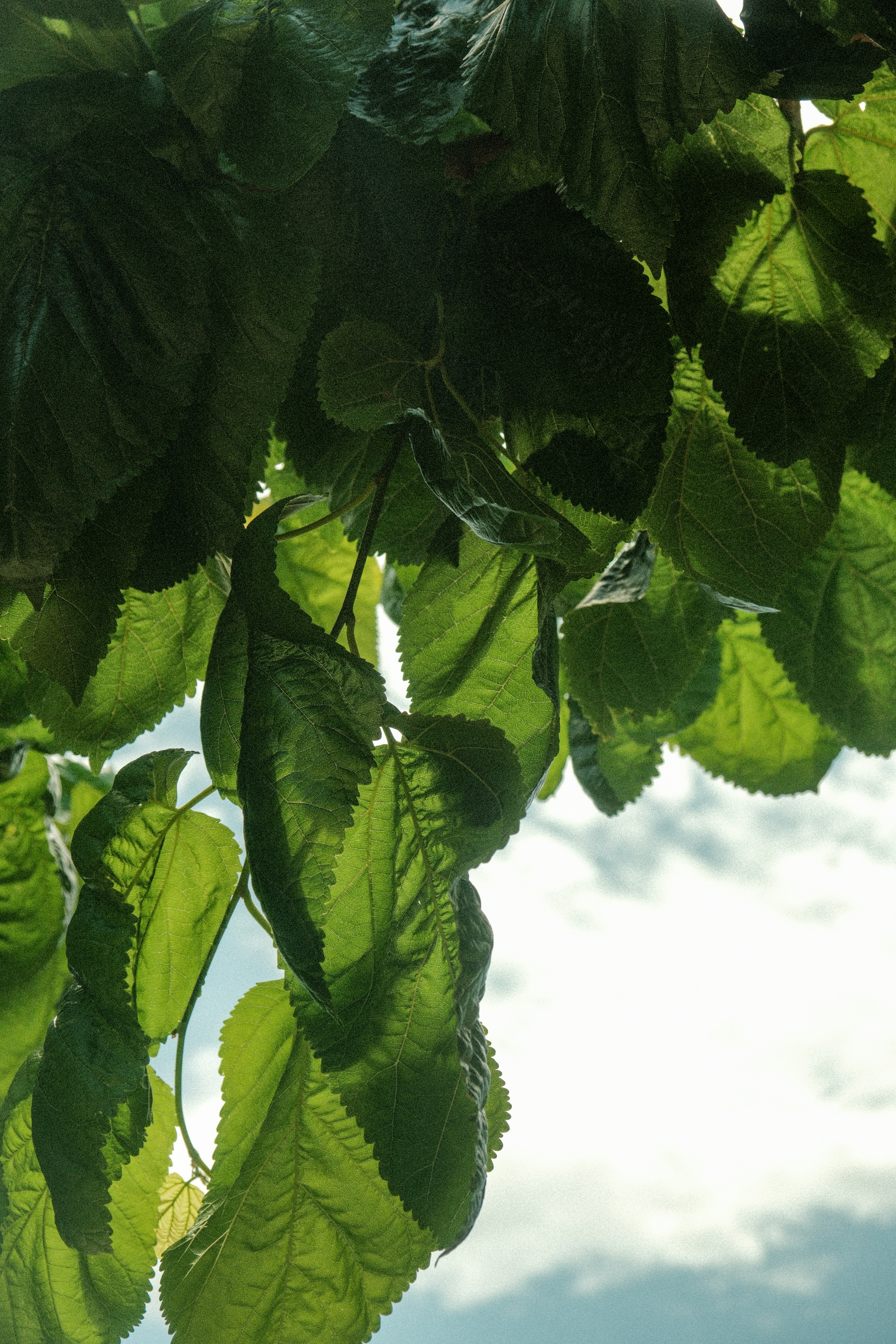 Photo by alexispresa