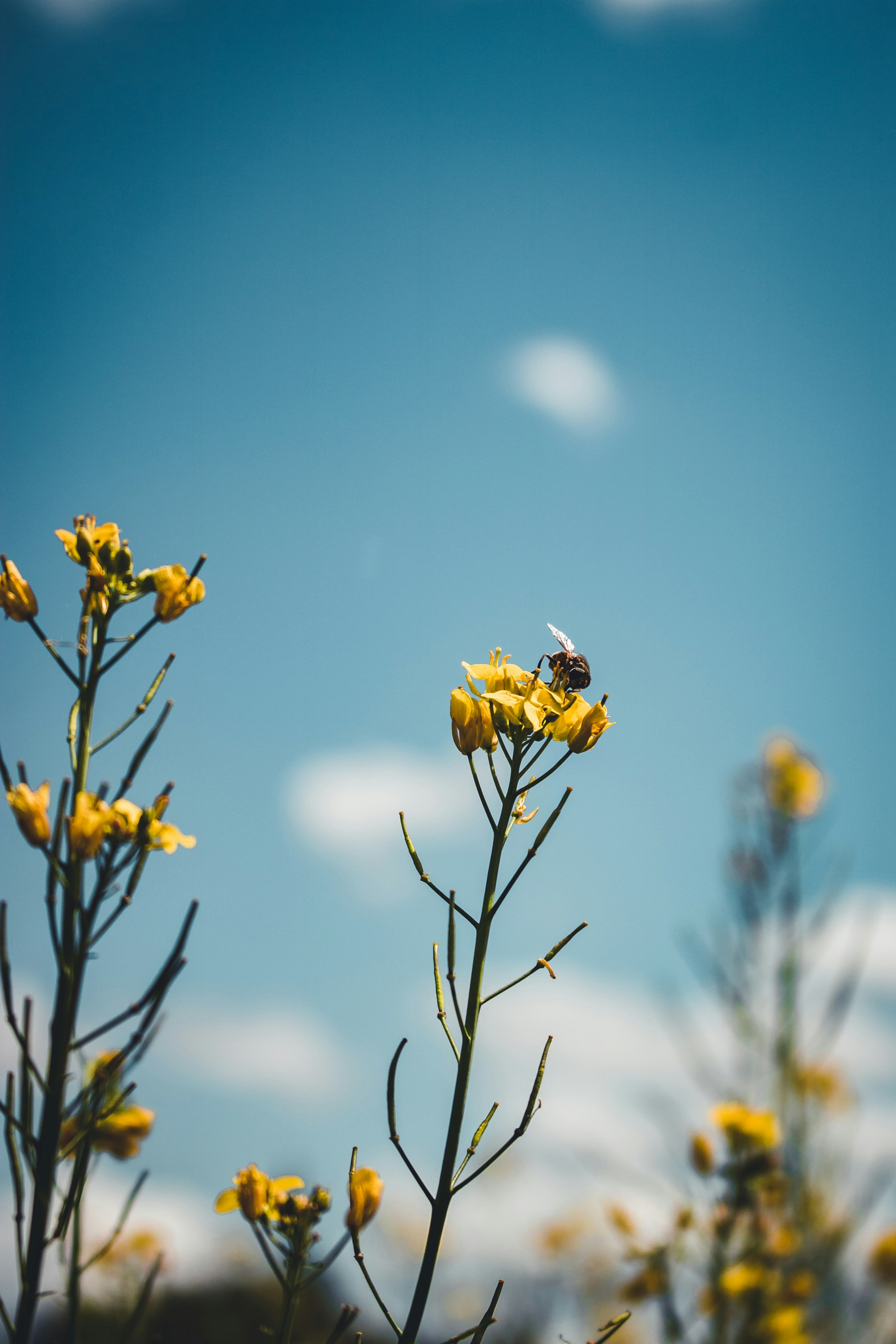 a bee sitting on top of a yellow flower