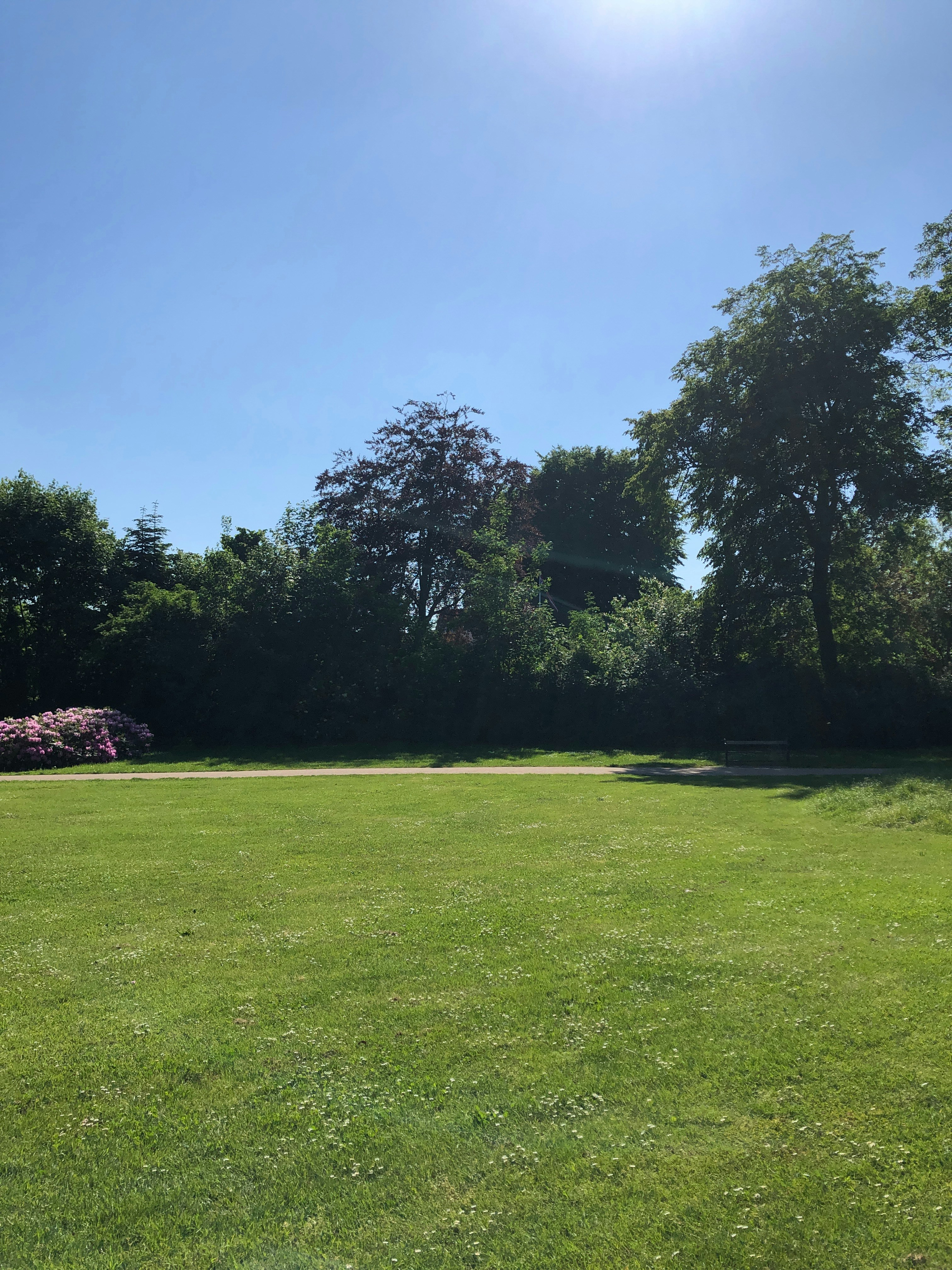 木々を背景にした広い草原