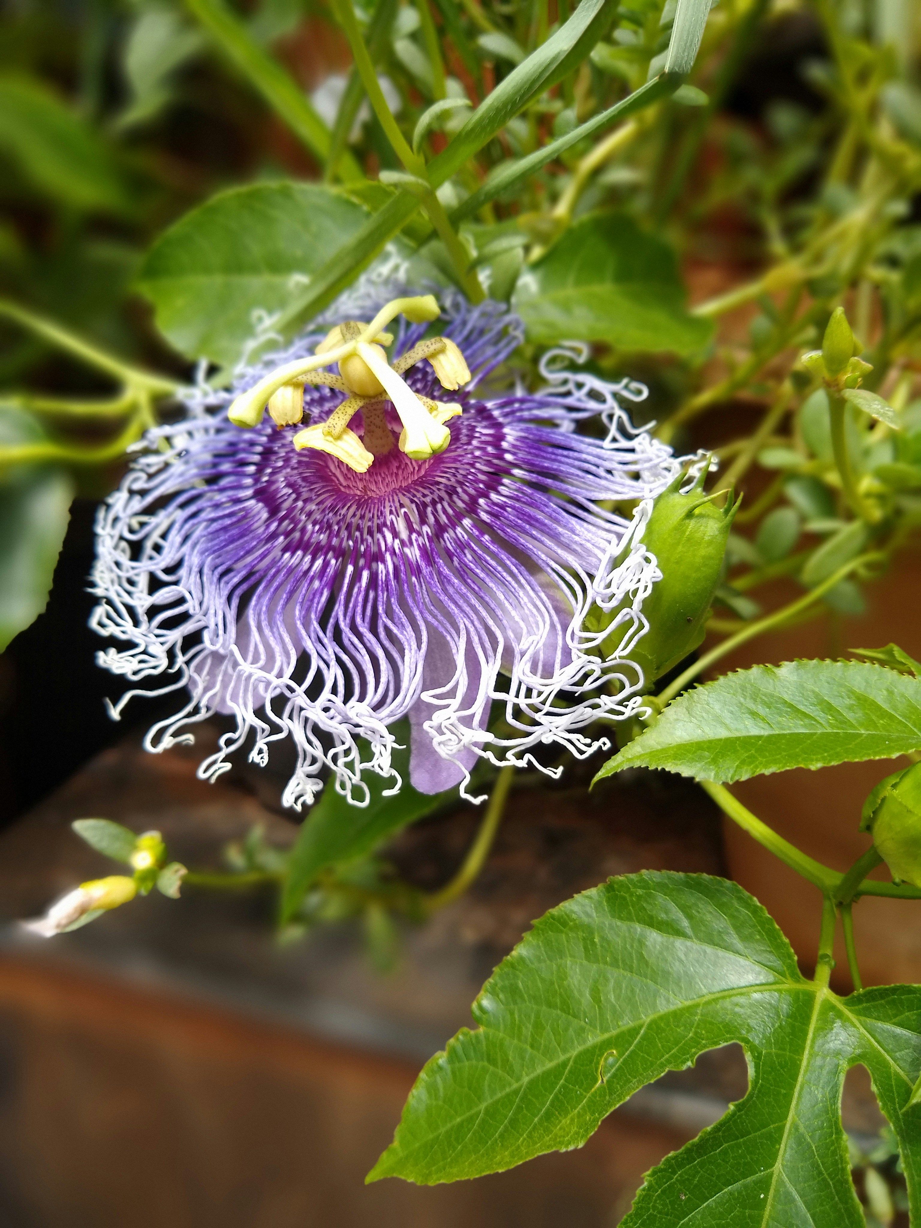 un primer plano de una flor púrpura en una planta