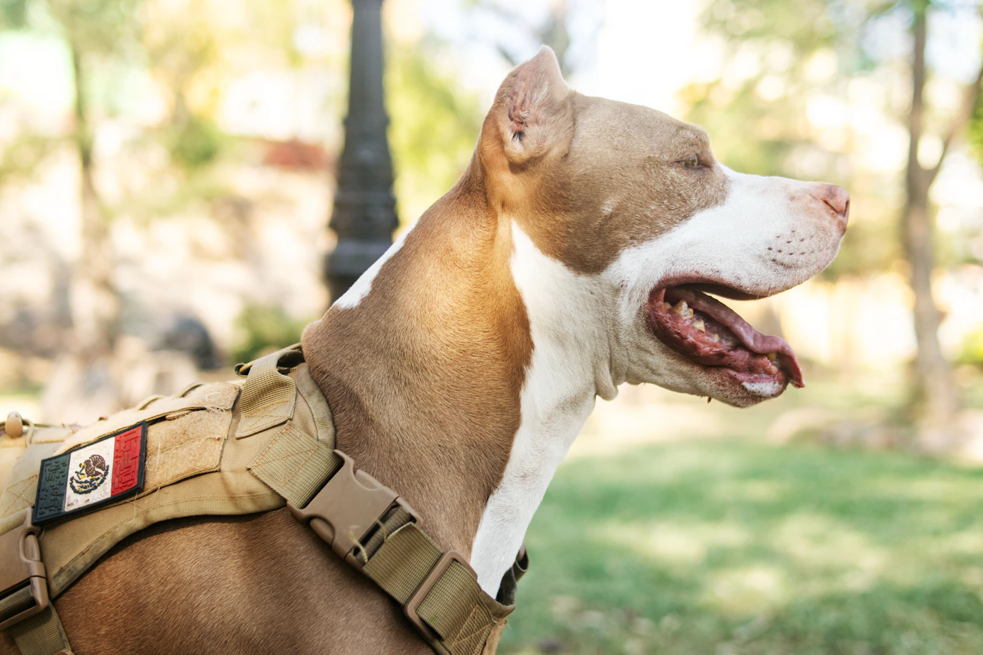 An alert tan and white working dog in a tan tactical service harness with a patch, focused outdoors during a training session