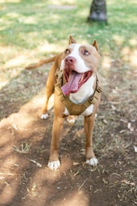 a brown and white dog standing on top of a dirt field