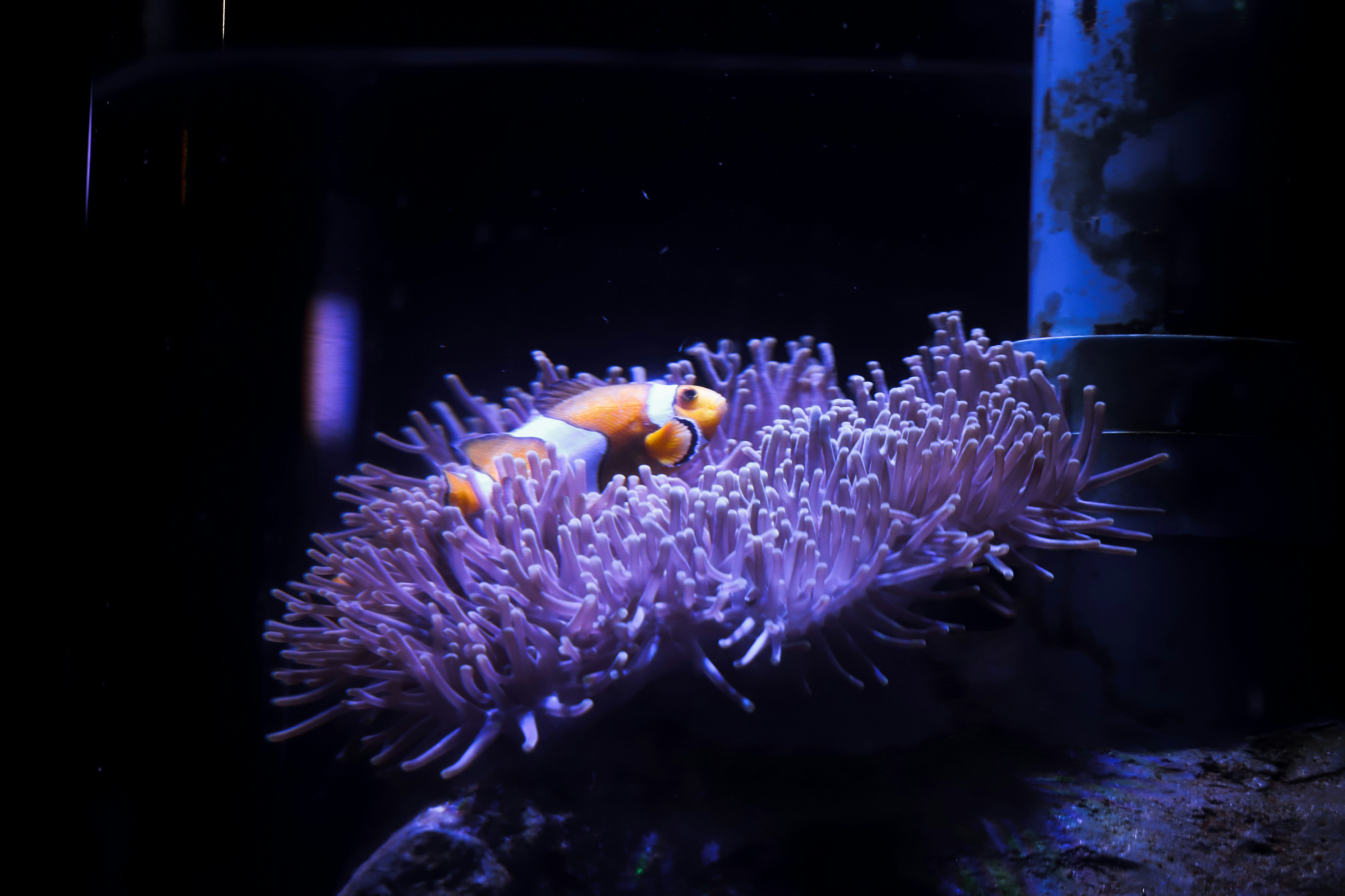 an orange and white clown fish in an aquarium