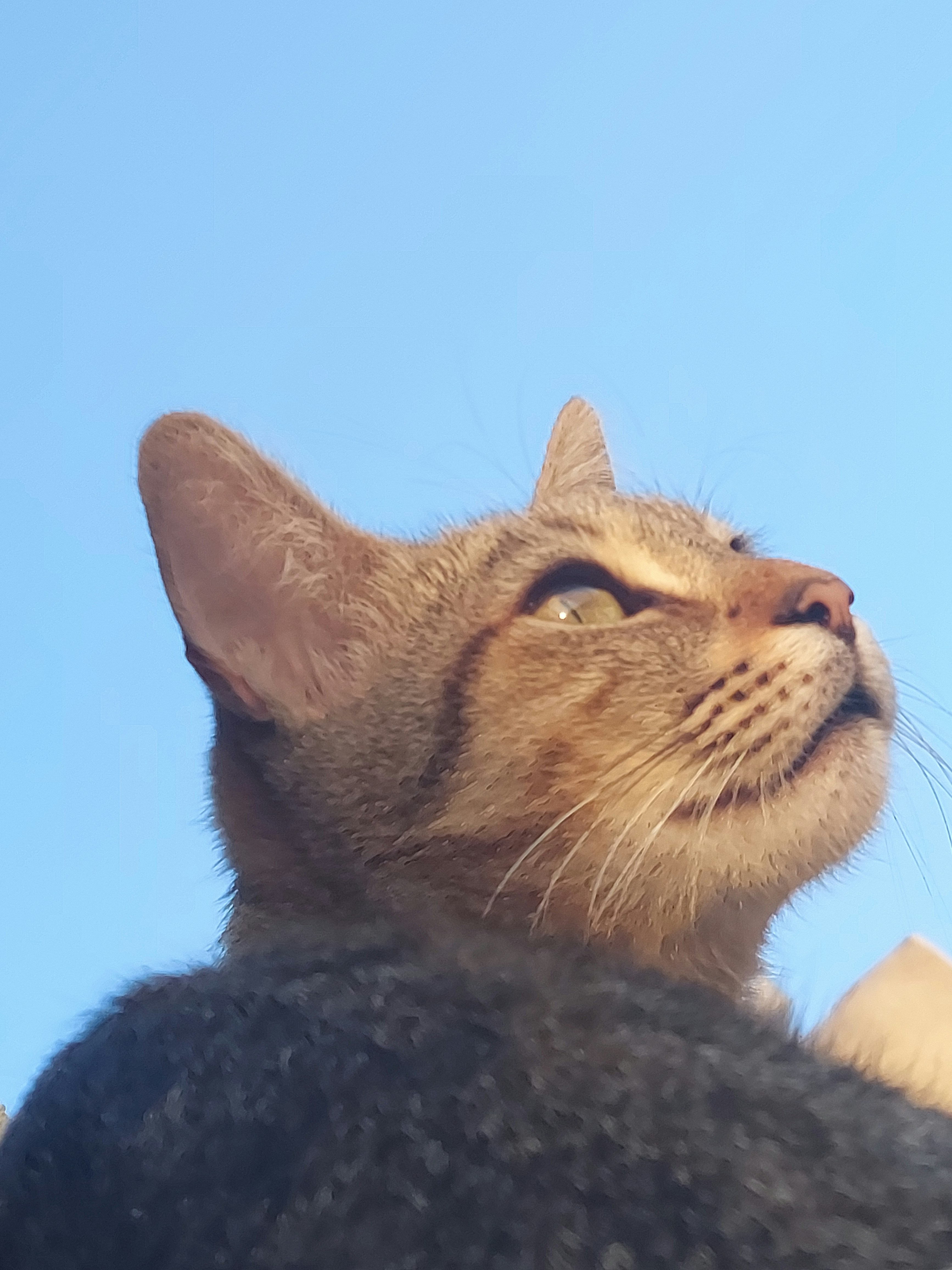 a close up of a cat looking up into the sky