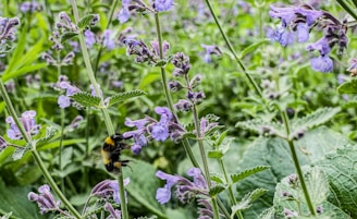 a bee sitting on top of a purple flower