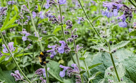 a bee sitting on top of a purple flower