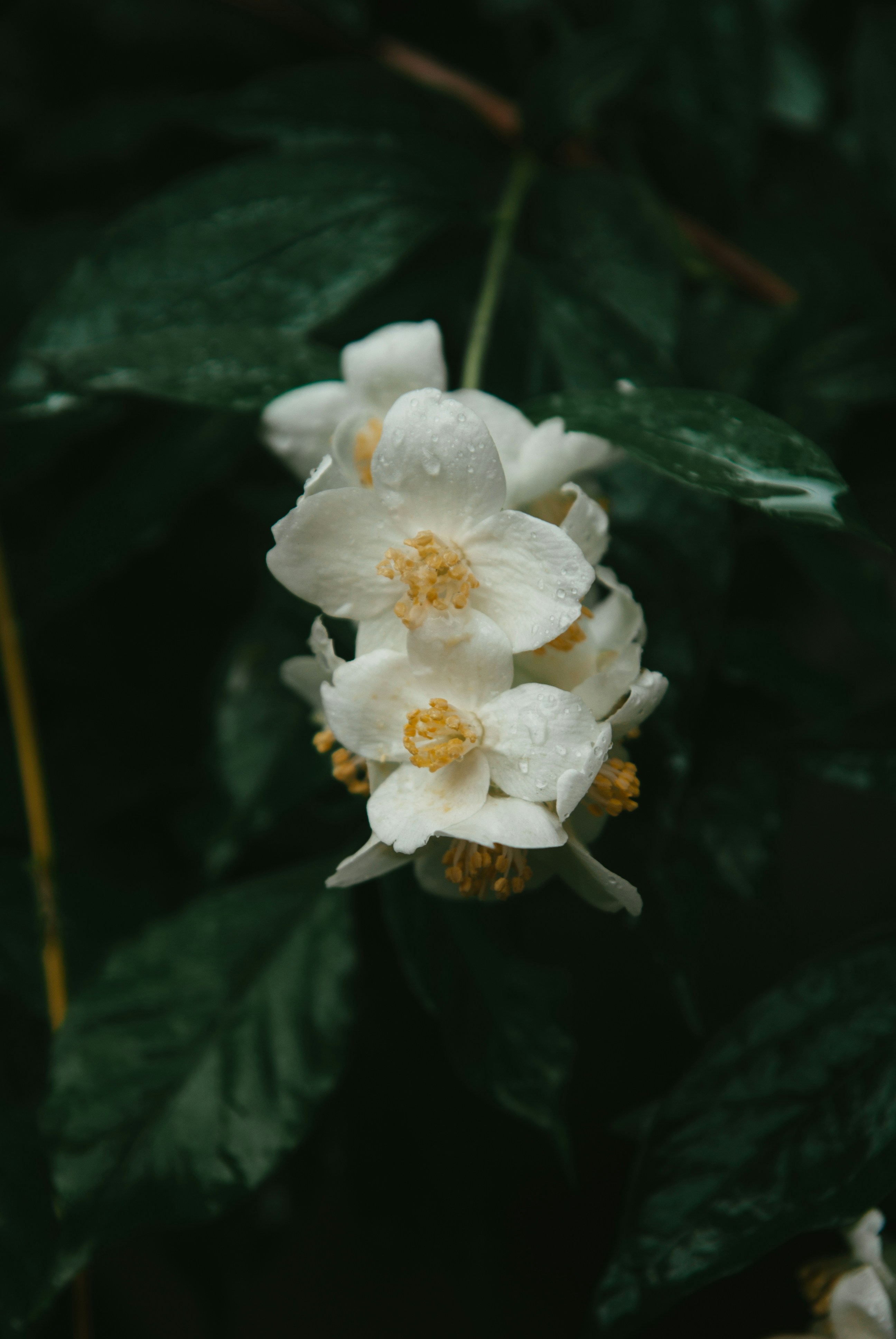 Photo by moonmoons_days