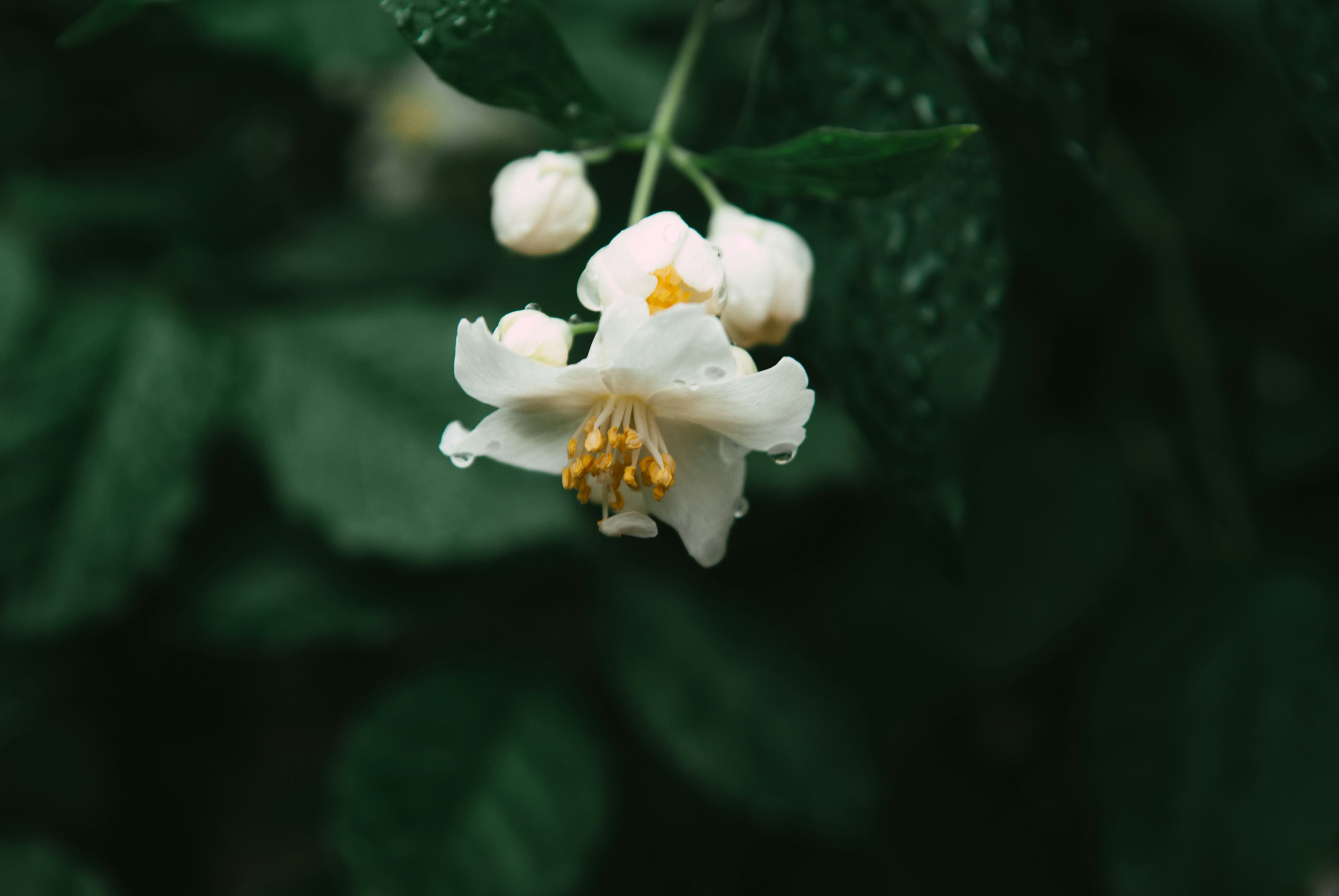 Photo by moonmoons_days