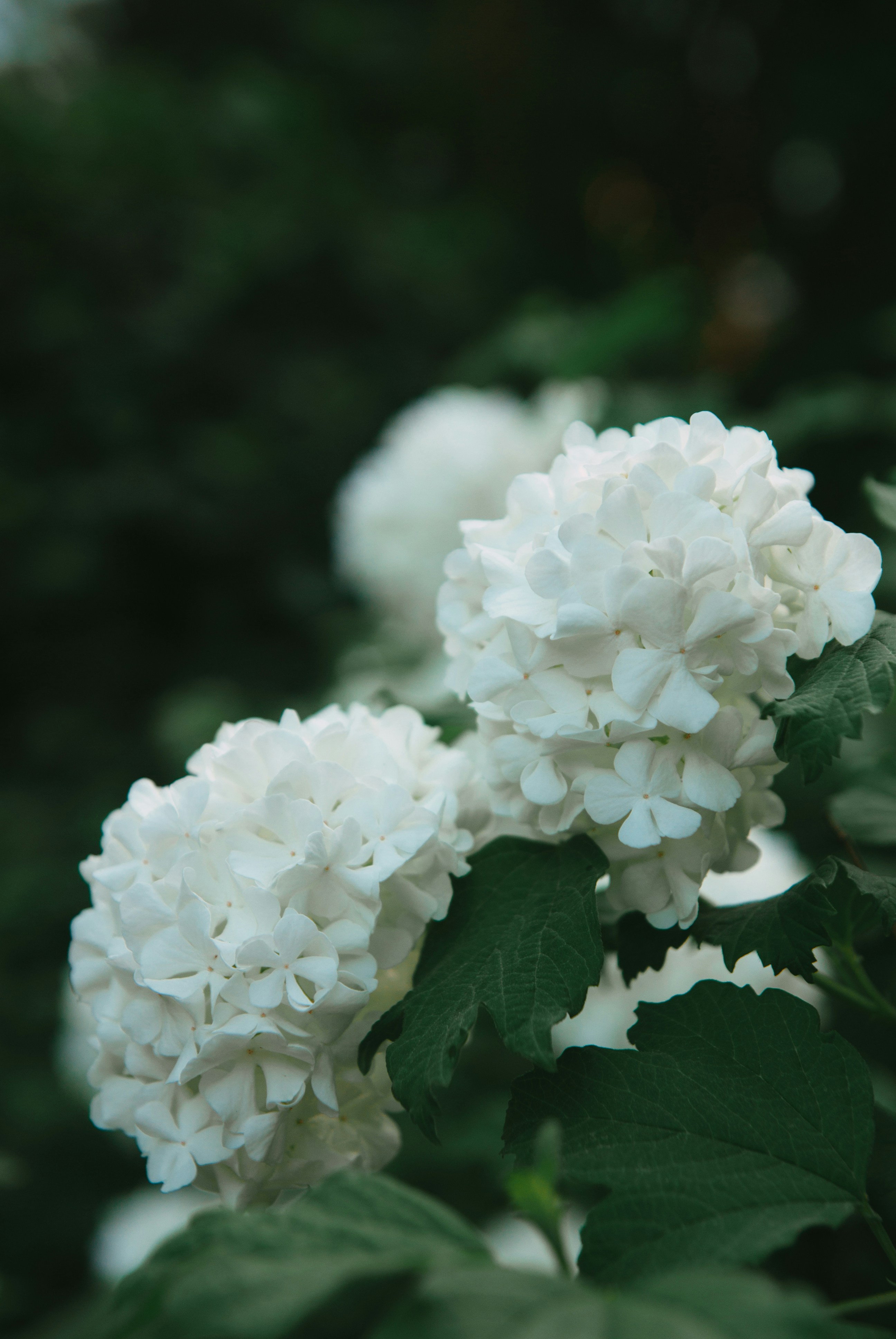 Photo by moonmoons_days