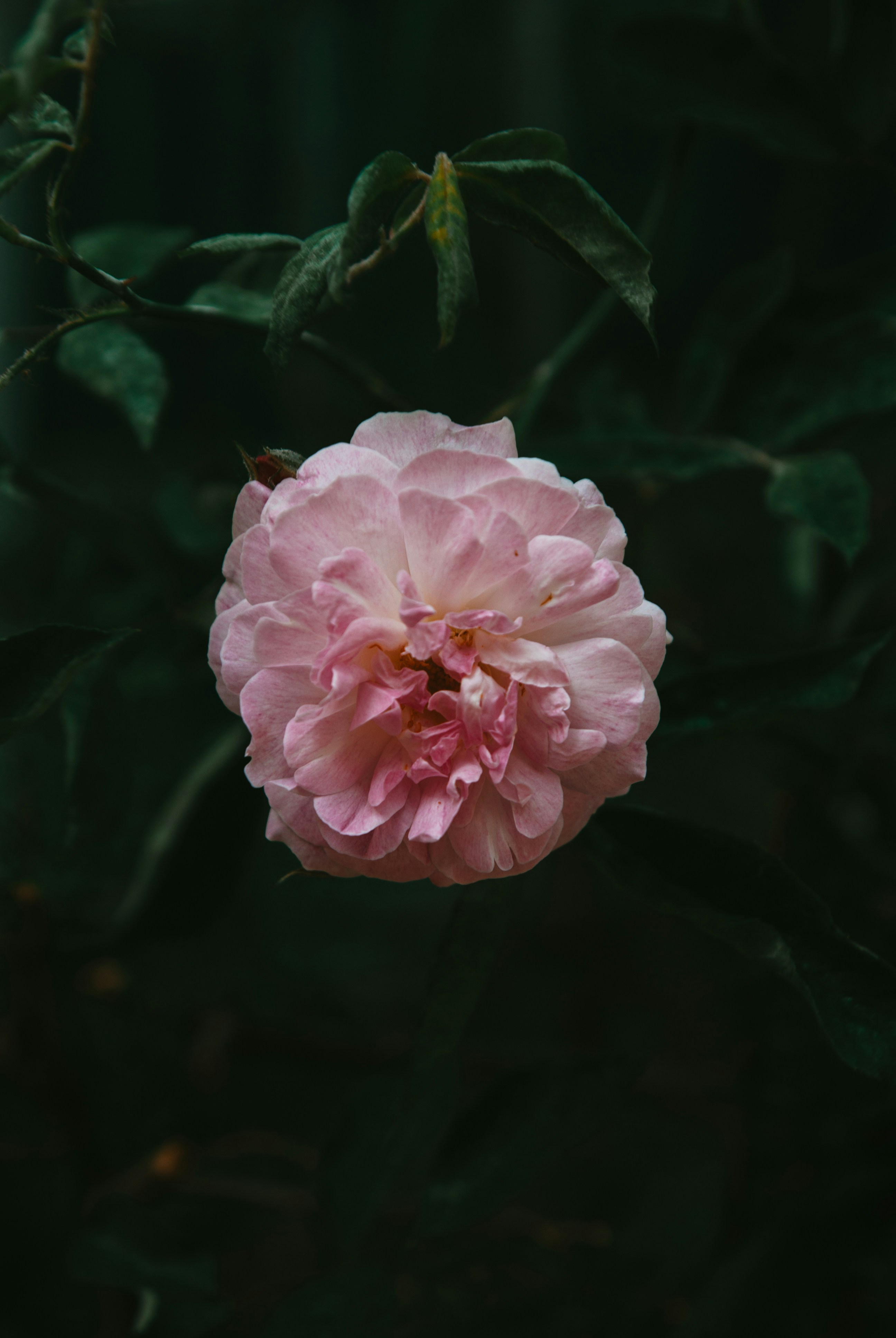 Photo by moonmoons_days