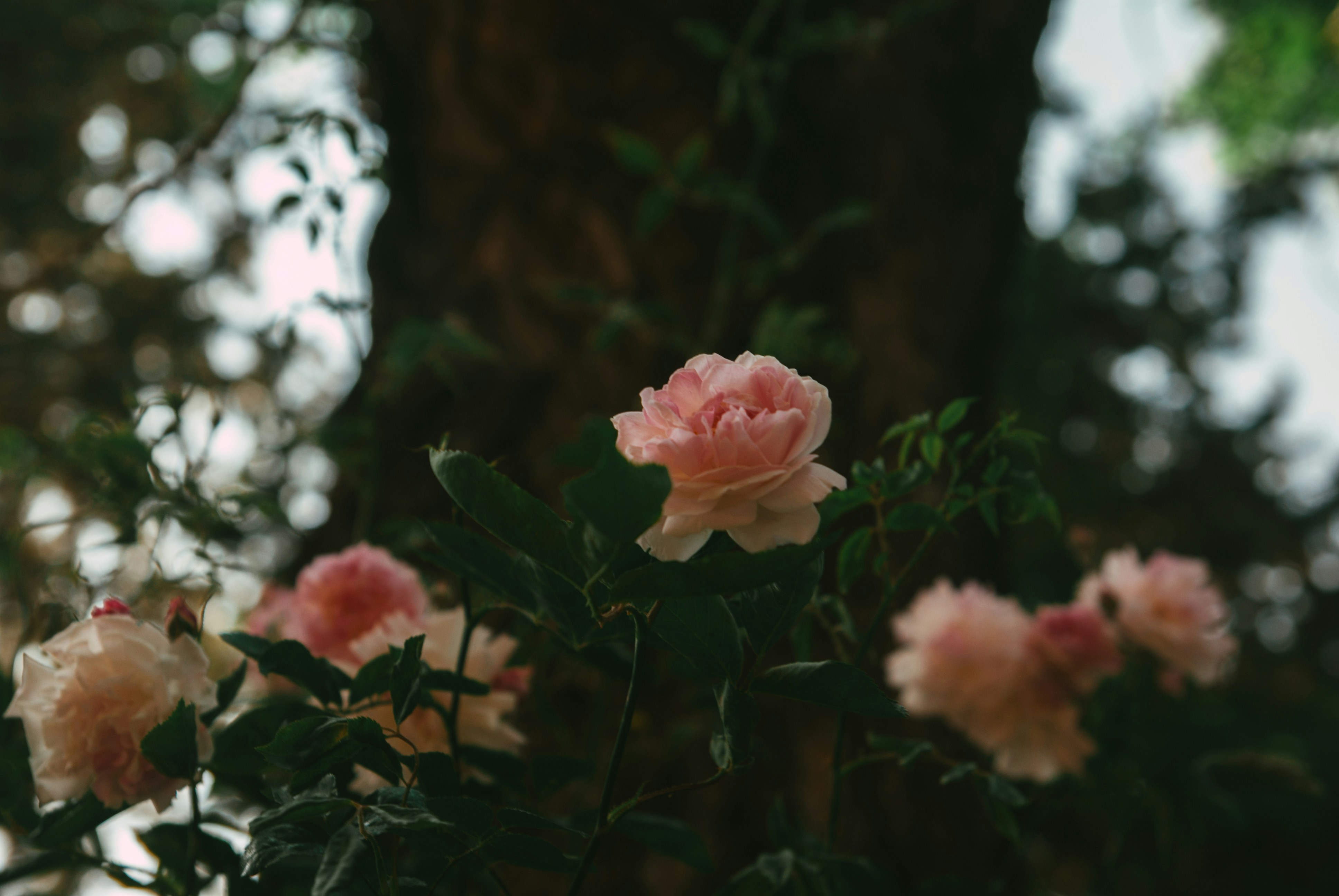 Photo by moonmoons_days