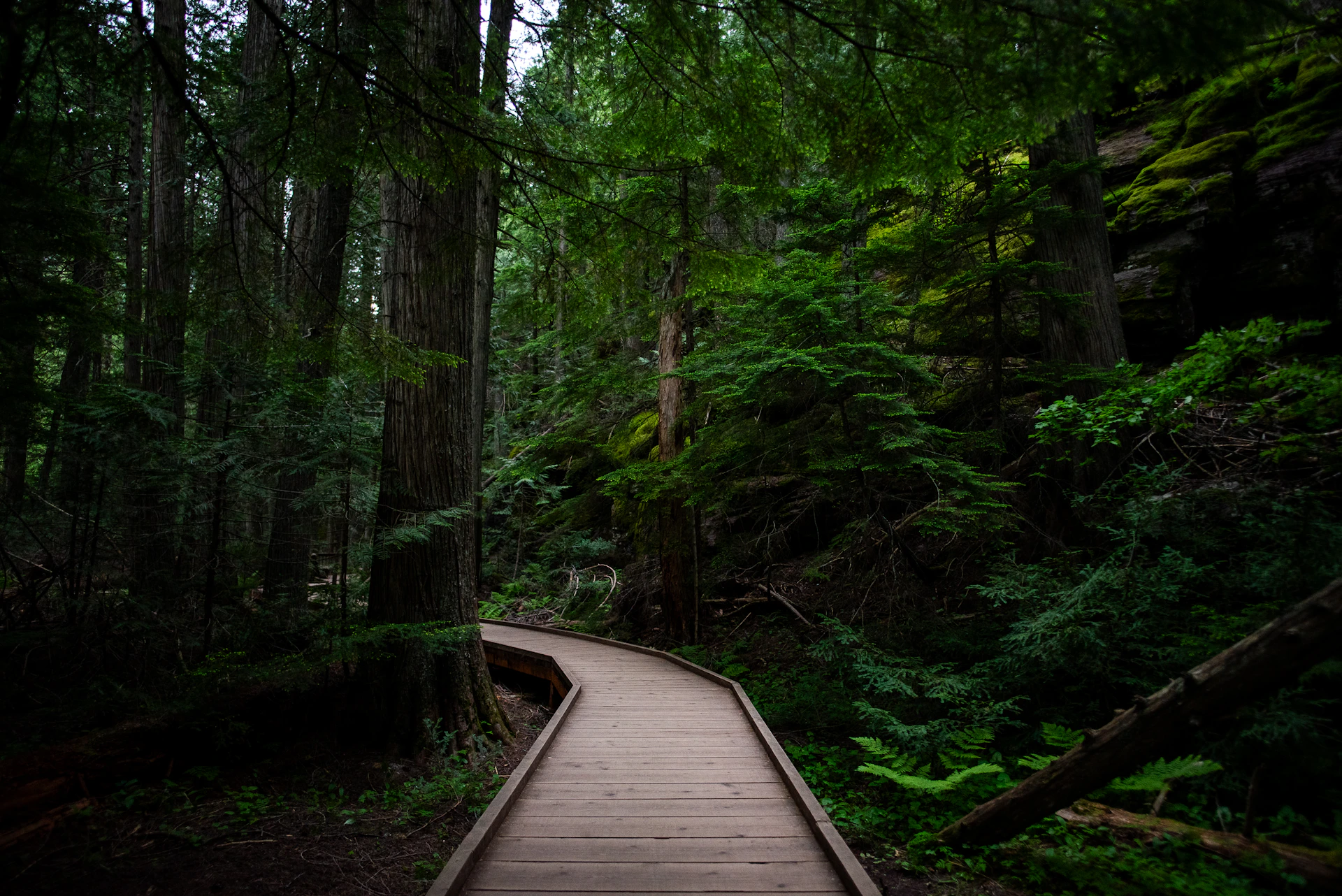 a wooden path through a forest with lots of trees