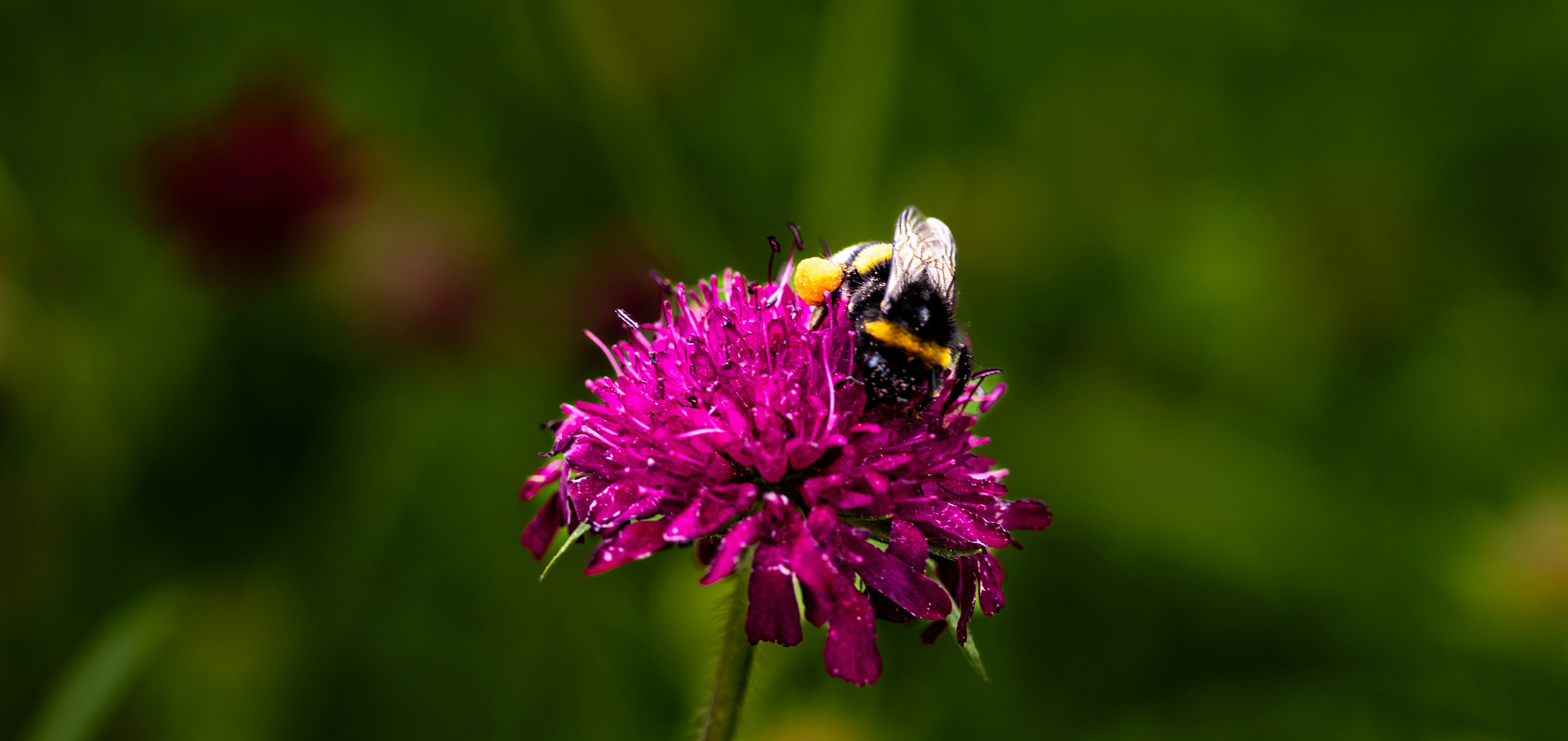 a bee sitting on top of a purple flower