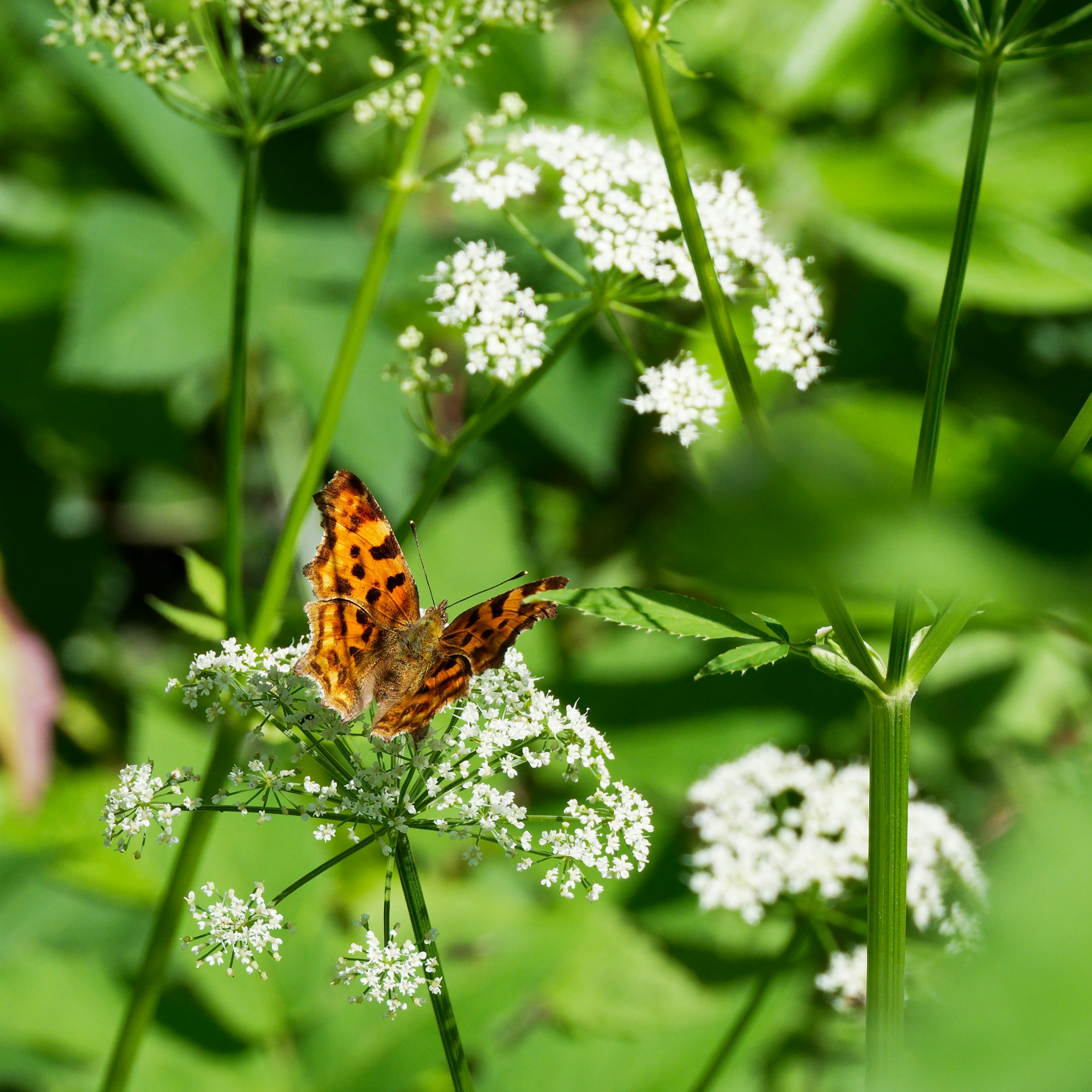 Photo by illes_cristi